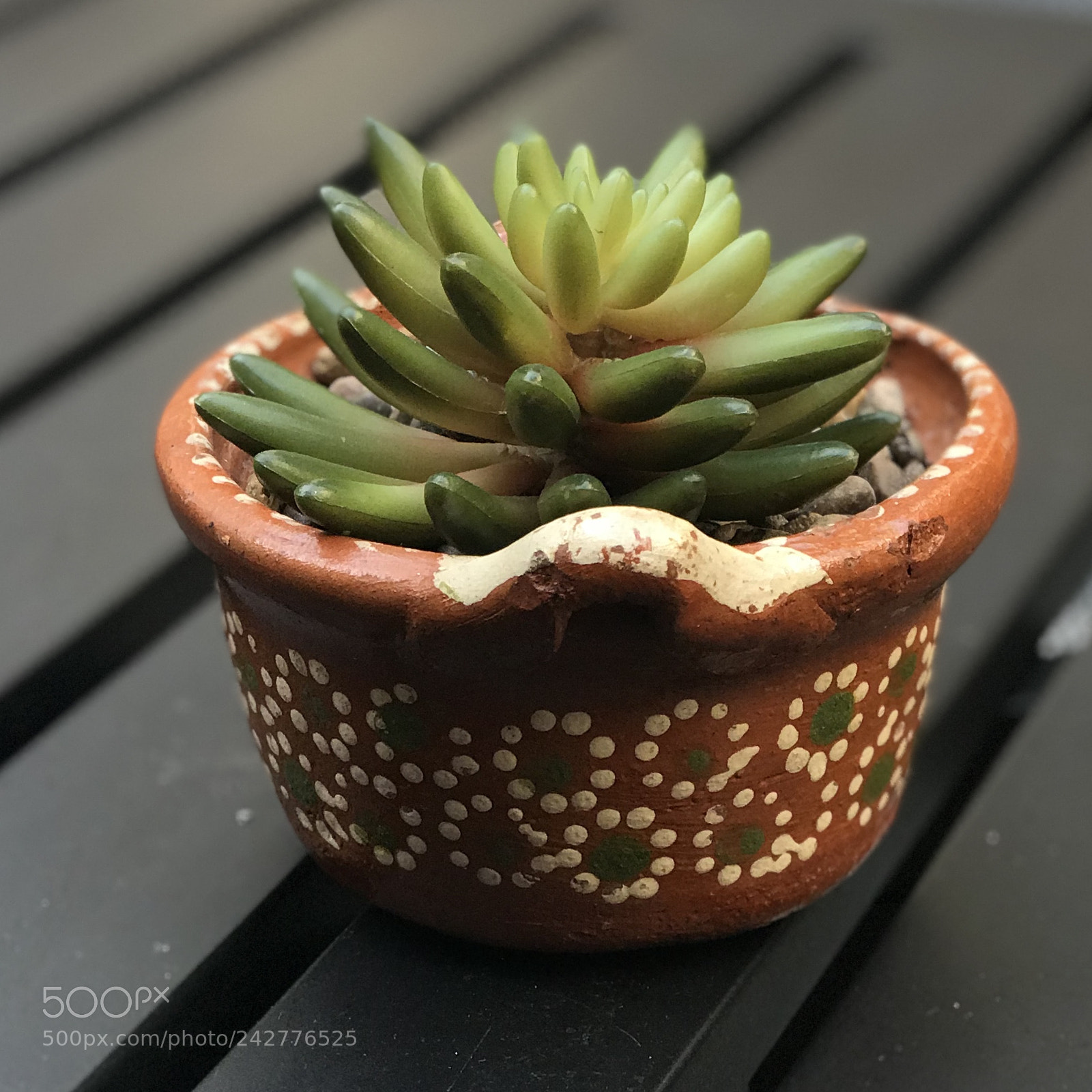 Apple iPhone 7 Plus sample photo. Beautiful cactus photography