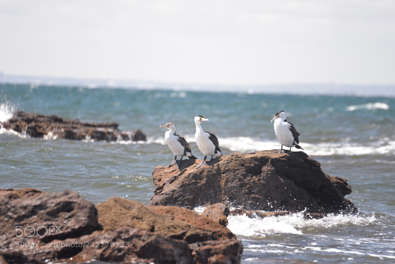 Nikon D610 sample photo. Untitled photography
