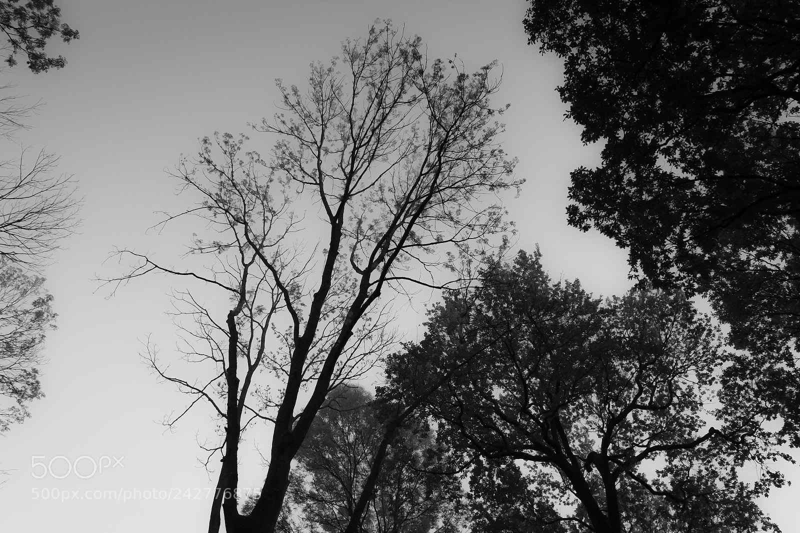 Fujifilm X-Pro1 sample photo. Ascending photography