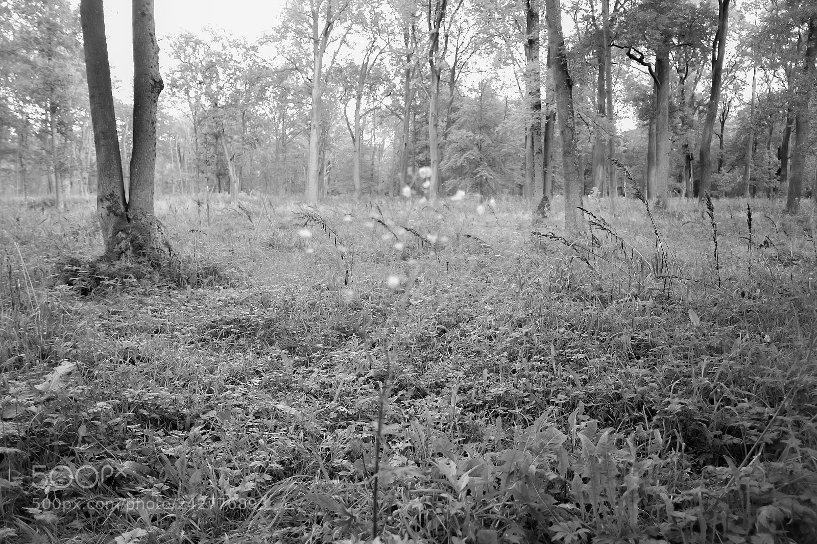 Fujifilm X-Pro1 sample photo. Forest of suicides photography