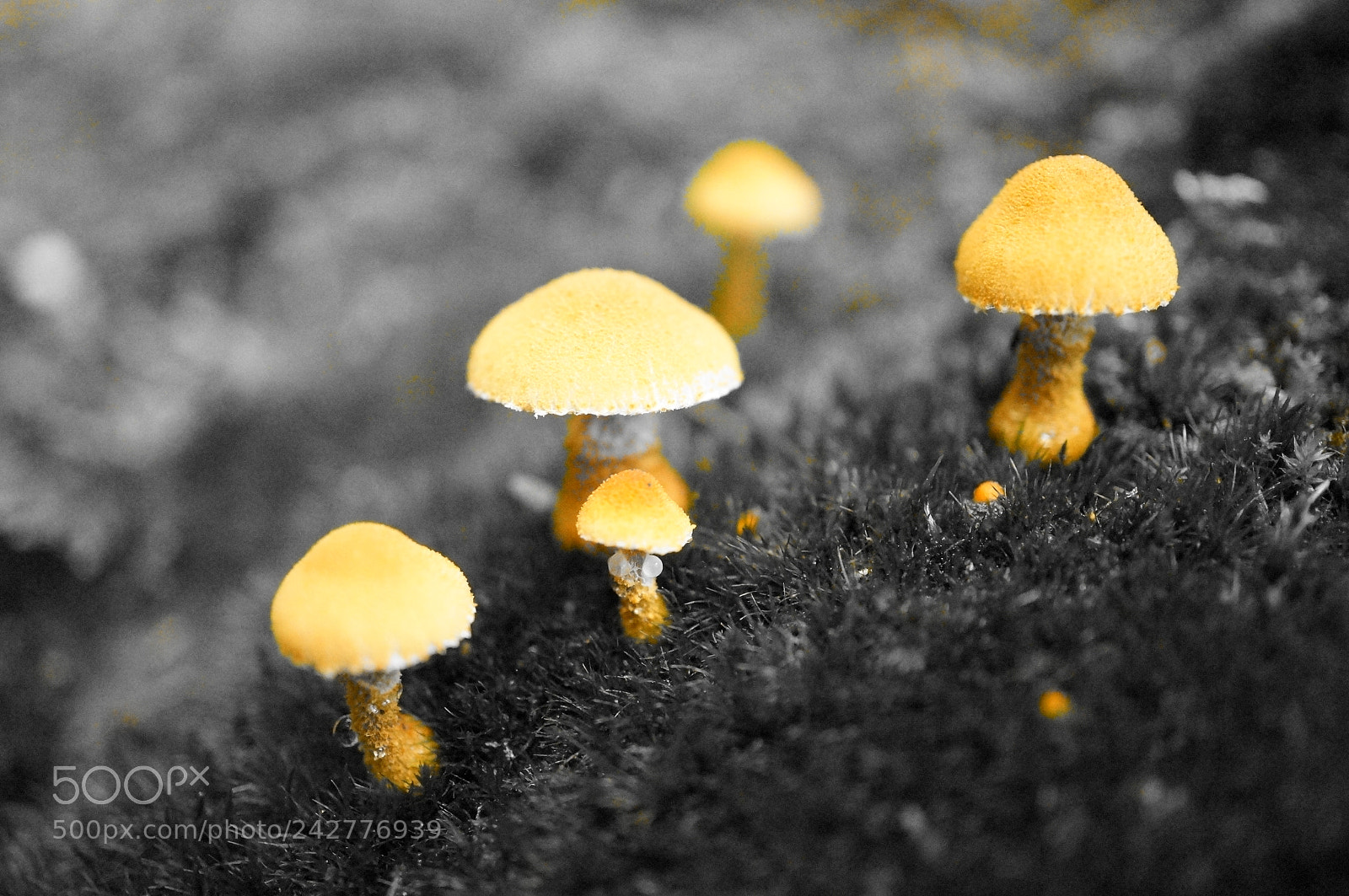 Sony Alpha NEX-6 sample photo. Tiny mushrooms photography