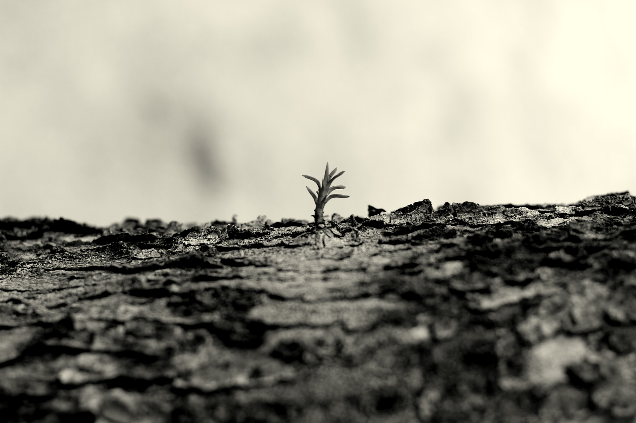 Canon EF 50mm F1.8 II sample photo. Broto photography