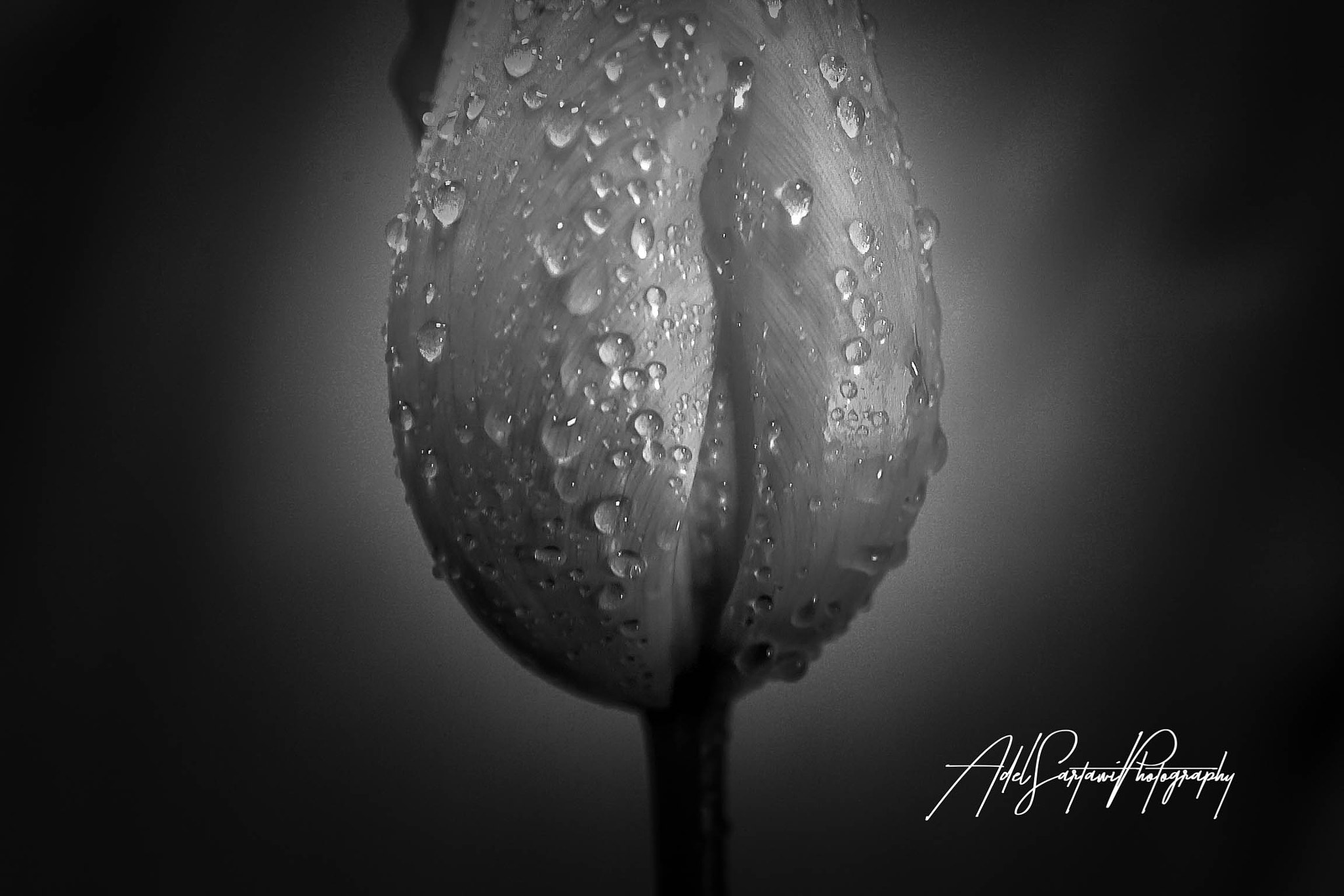 Fujifilm FinePix S1 Pro sample photo. Beauty at its best photography