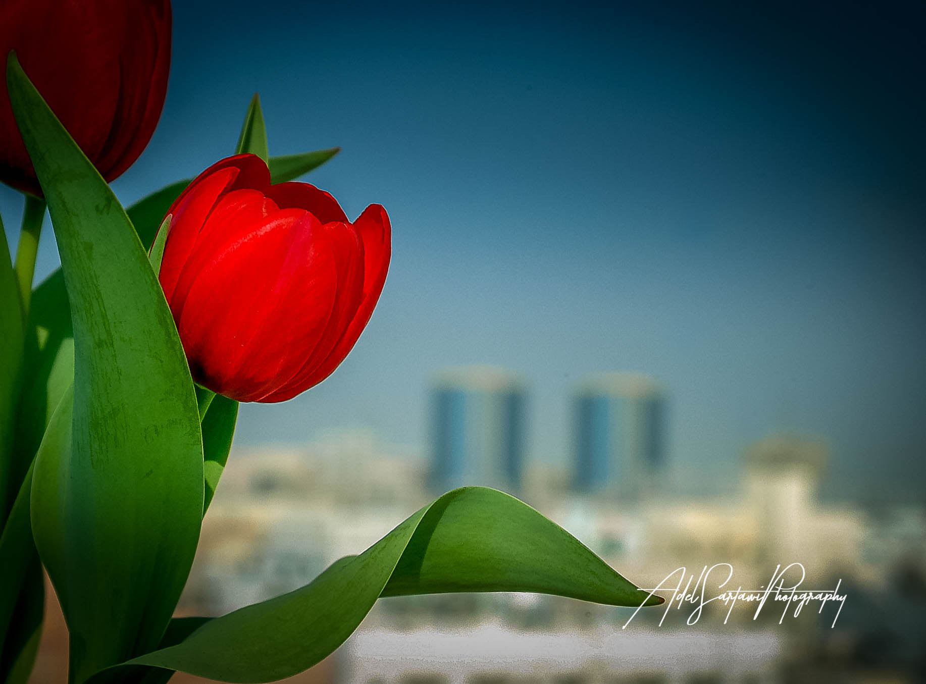 Fujifilm FinePix S1 Pro sample photo. Reign over me photography