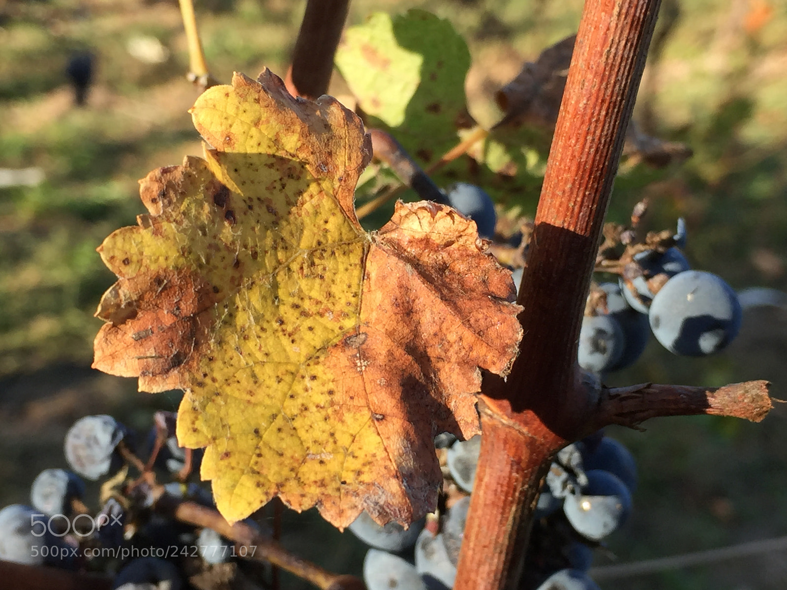 Apple iPhone 6 sample photo. Untitled photography
