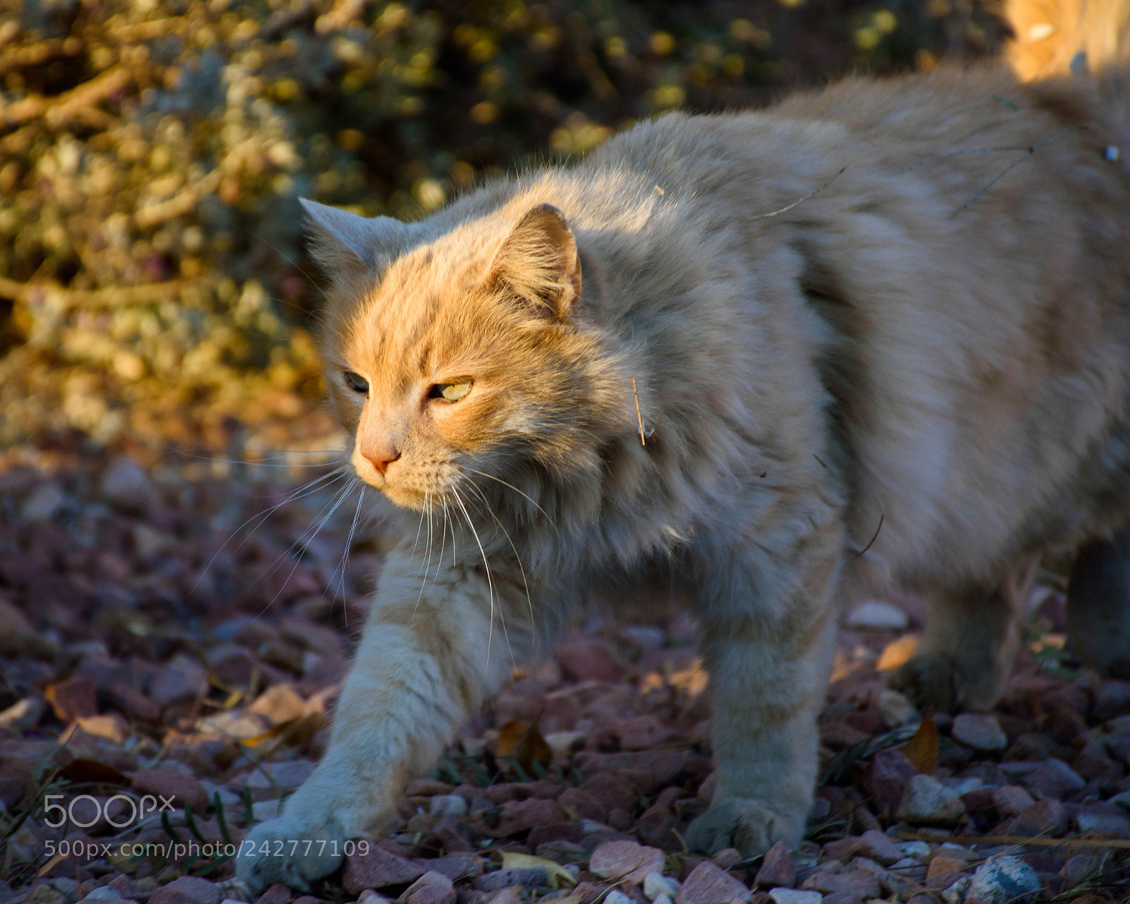 Nikon D7200 sample photo. Cim photography