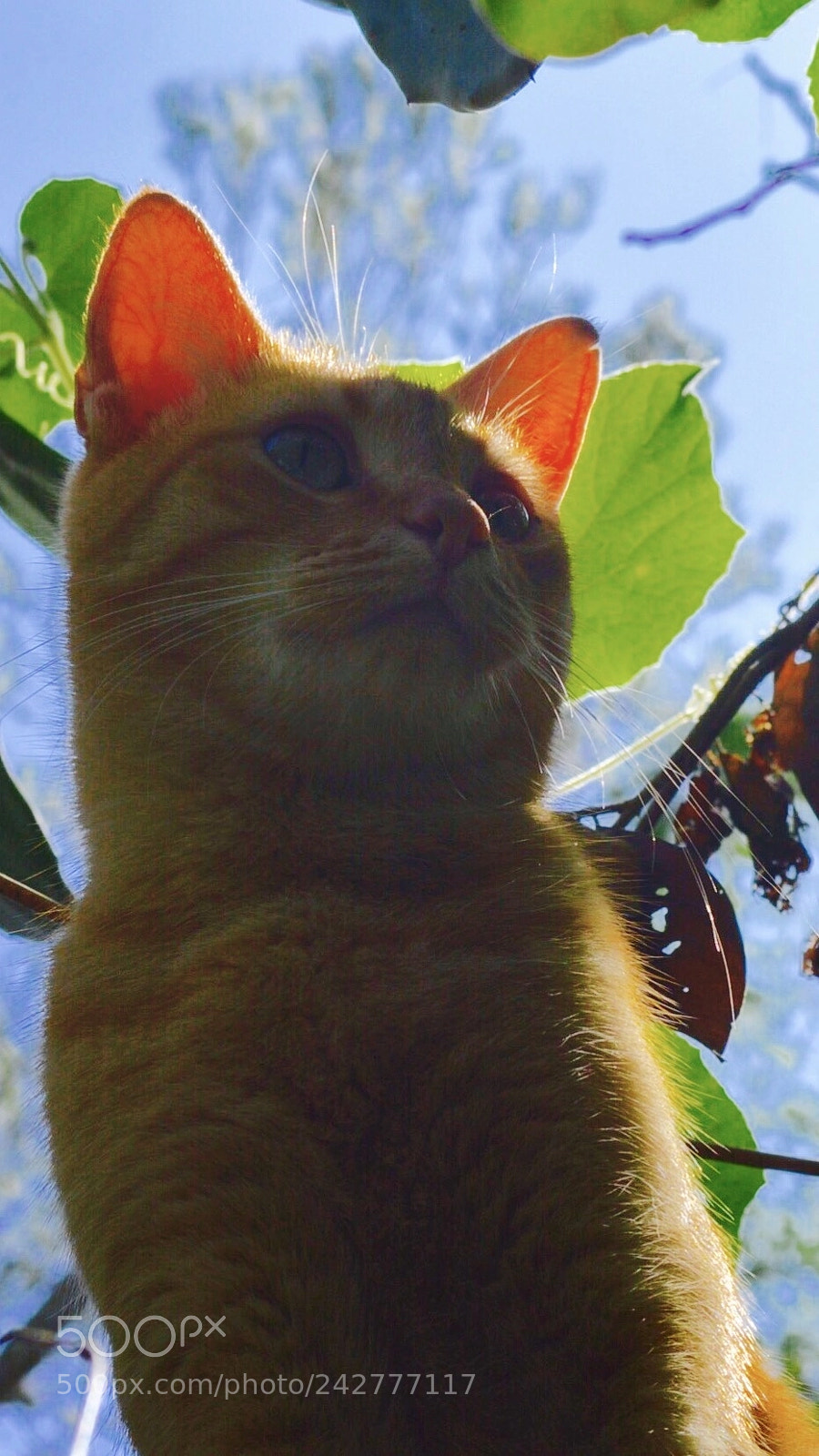 Nikon D3200 sample photo. Maky cat photography