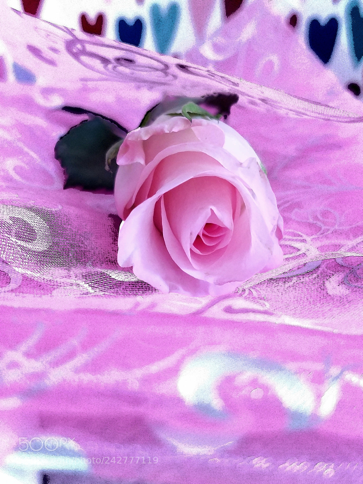 Samsung Galaxy S7 Edge sample photo. Rosa rosa photography