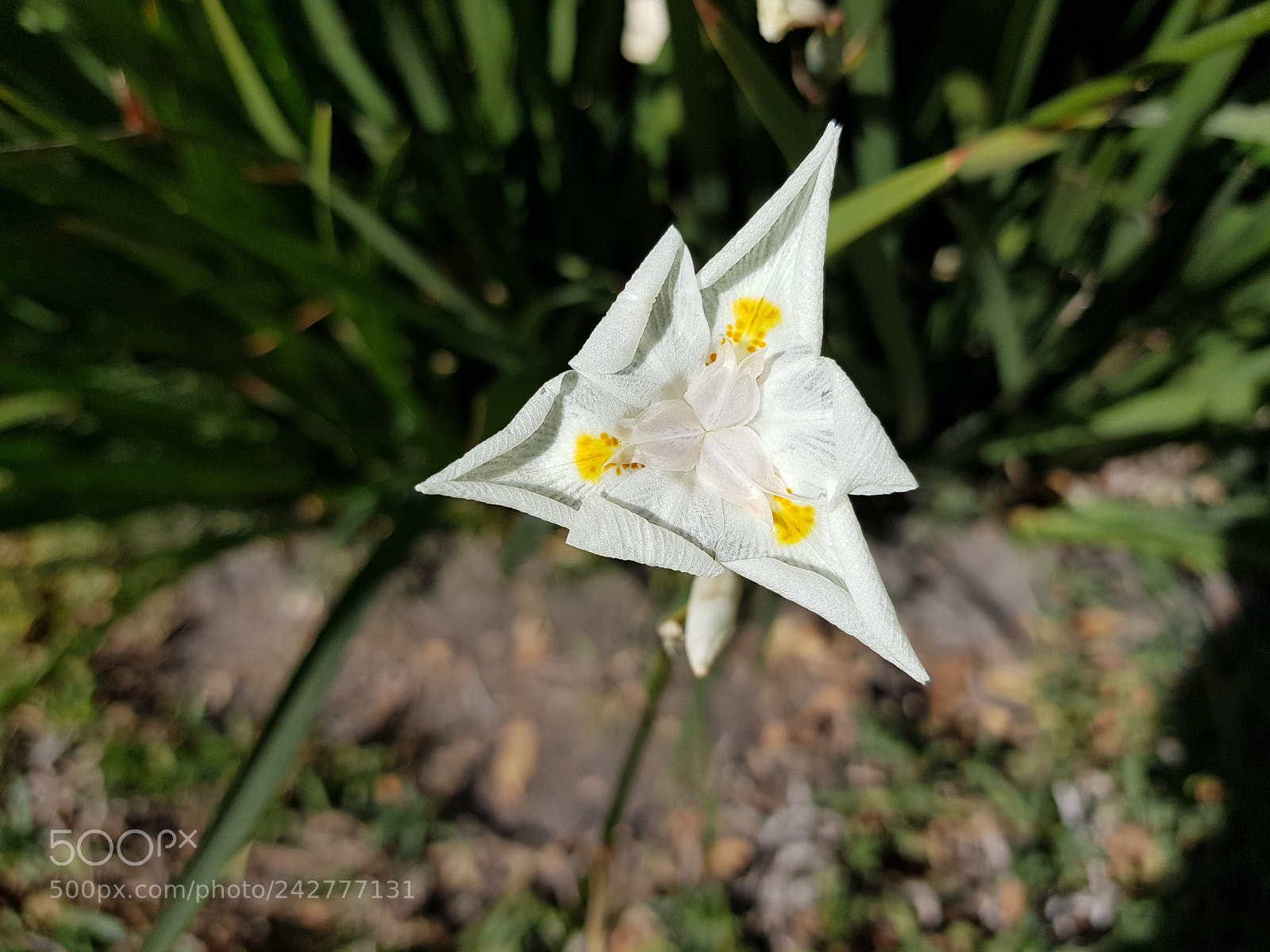 Samsung Galaxy S8+ sample photo. Flor triangular photography