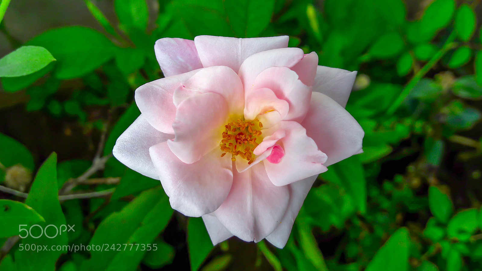 Samsung Galaxy J7 sample photo. Pink rose rise up photography