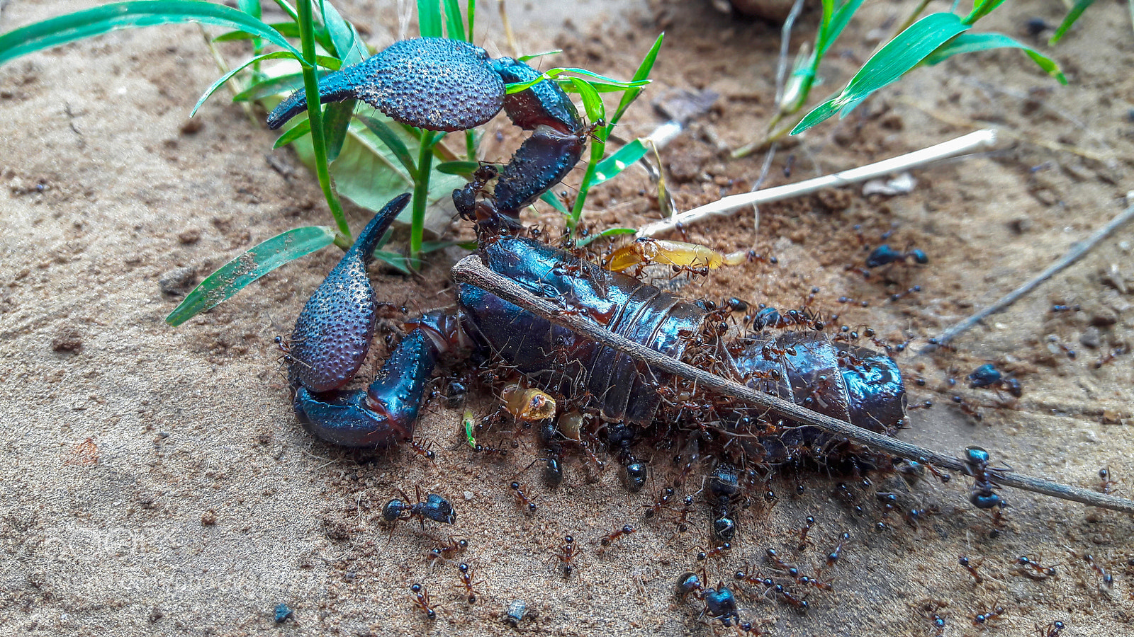 Samsung Galaxy J7 sample photo. Death of blue scorpion photography