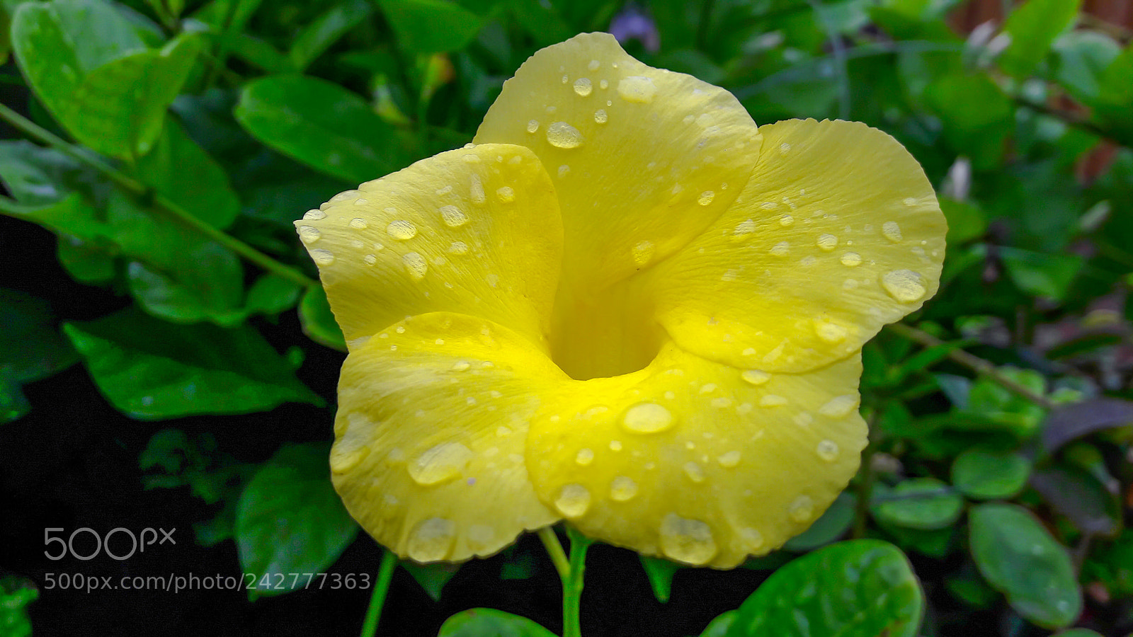 Samsung Galaxy J7 sample photo. Yellow drops photography