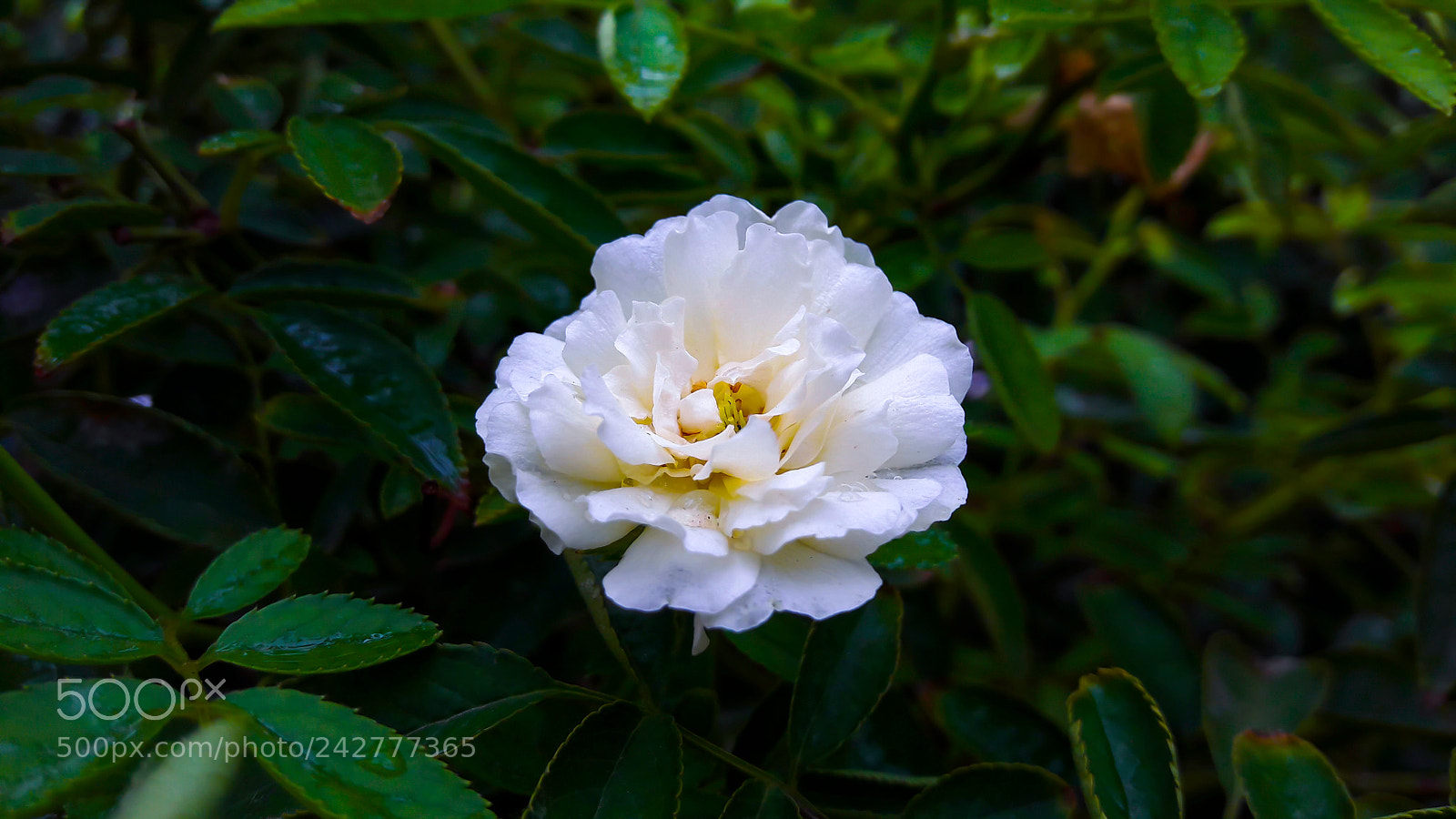 Samsung Galaxy J7 sample photo. White roseland photography