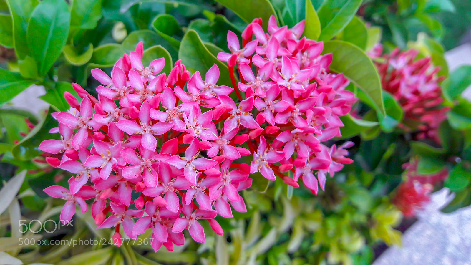 Samsung Galaxy J7 sample photo. Pink and pink petals photography