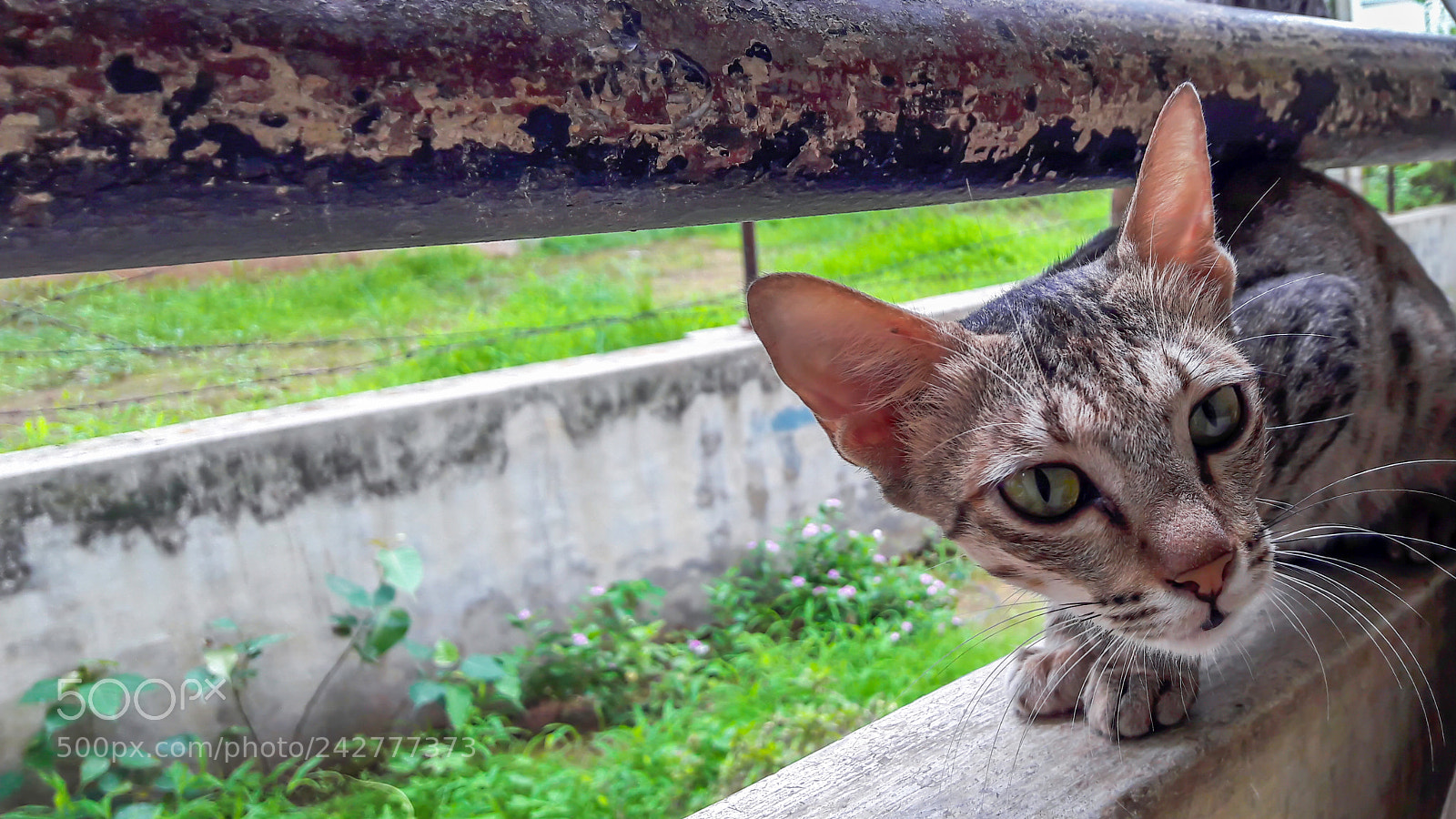 Samsung Galaxy J7 sample photo. Waiting cat photography