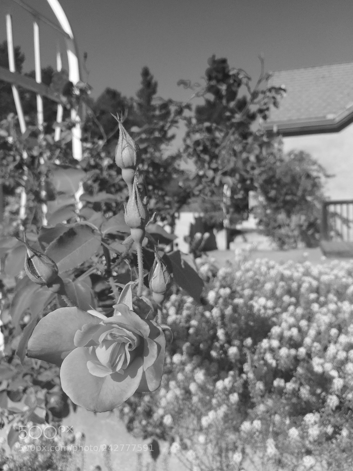 Apple iPhone 6 sample photo. Black and white challenge 2 photography