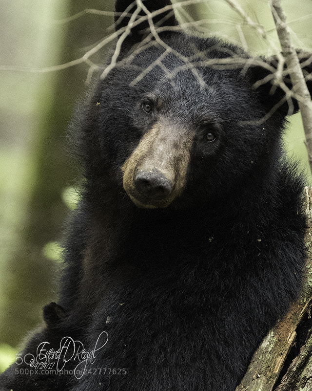 Canon EOS-1D X Mark II sample photo. Mother nursing photography