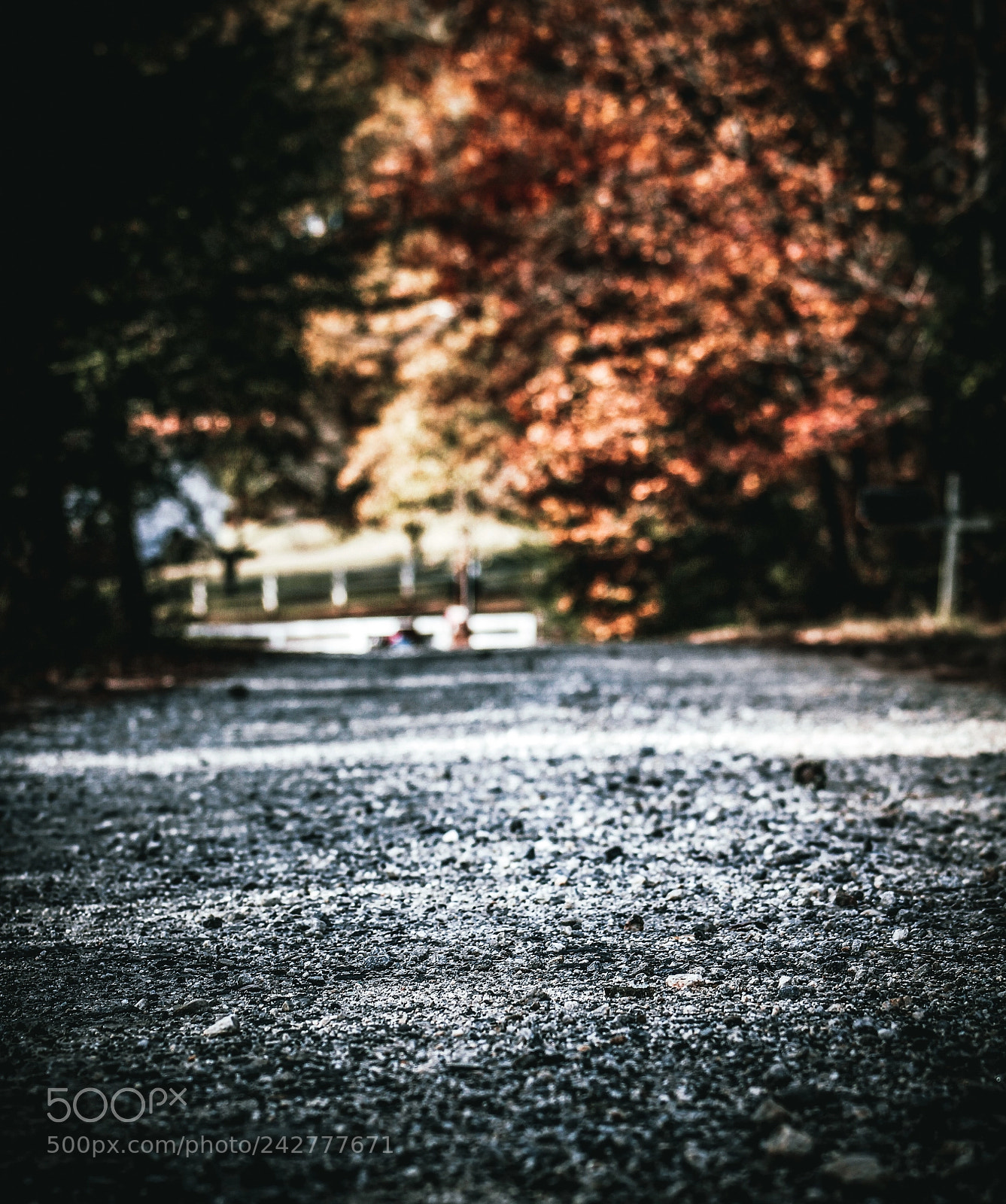 Canon EOS 1300D (EOS Rebel T6 / EOS Kiss X80) sample photo. Forest path photography