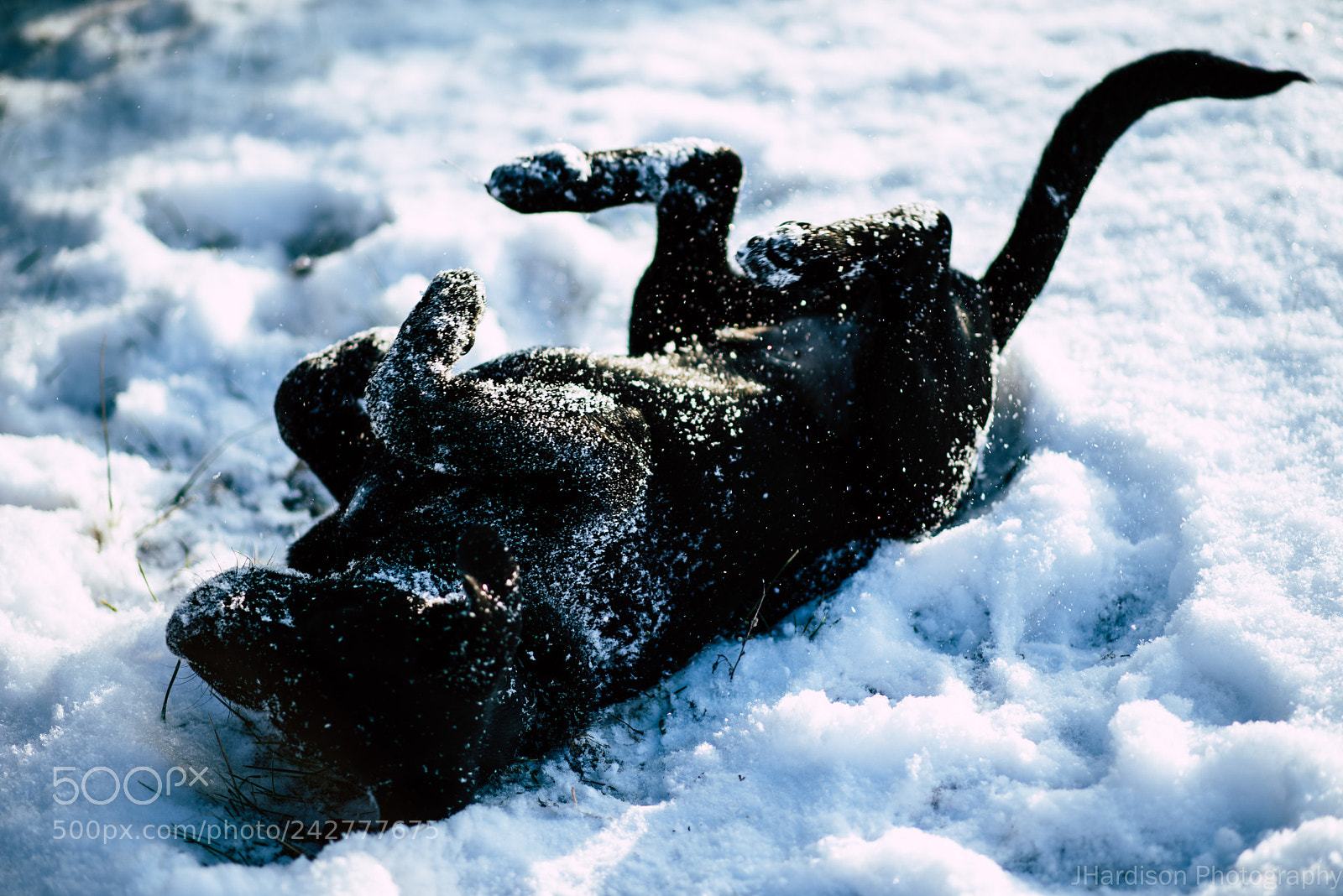 Nikon D810 sample photo. Snow puppy photography