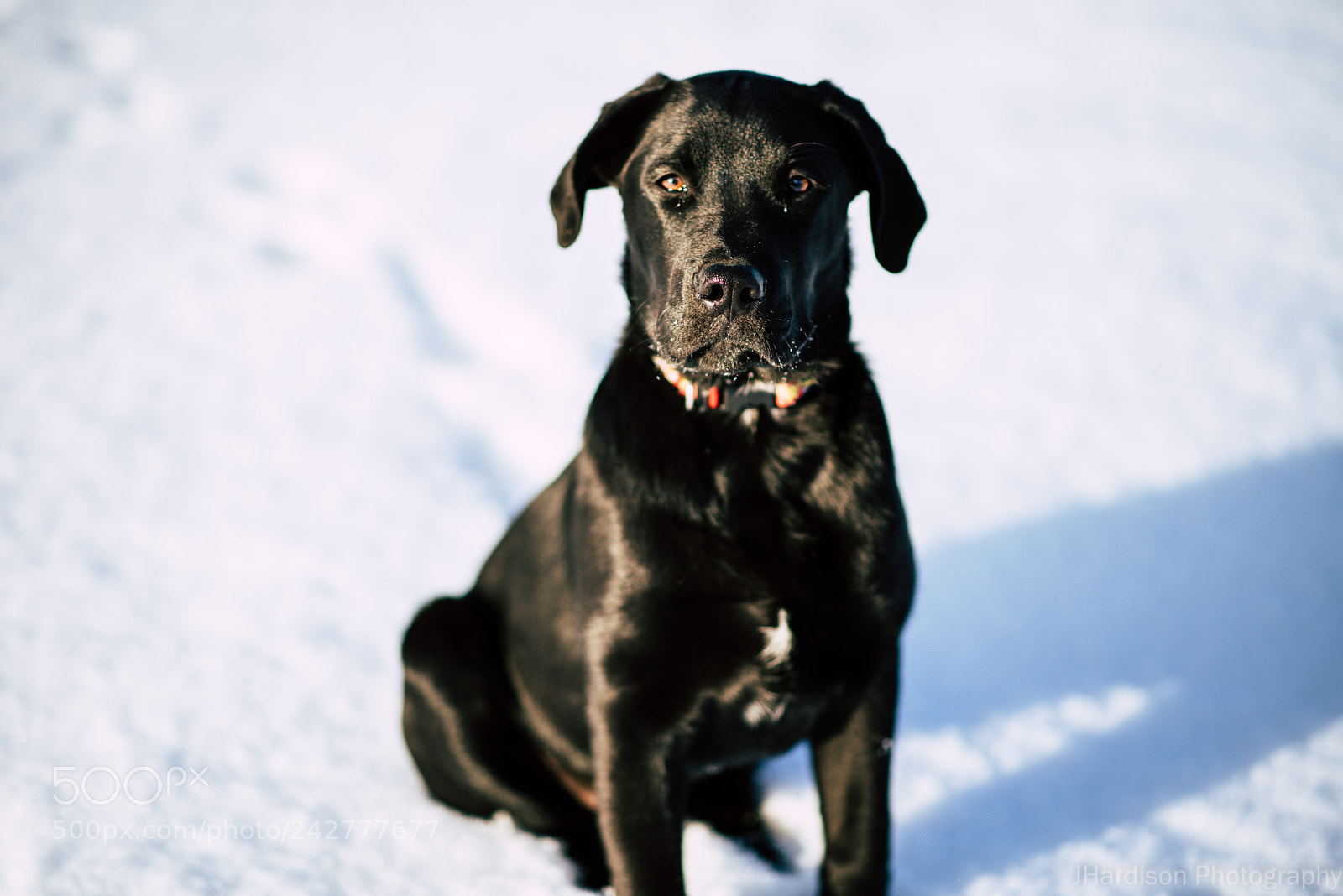 Nikon D810 sample photo. Snow puppy photography