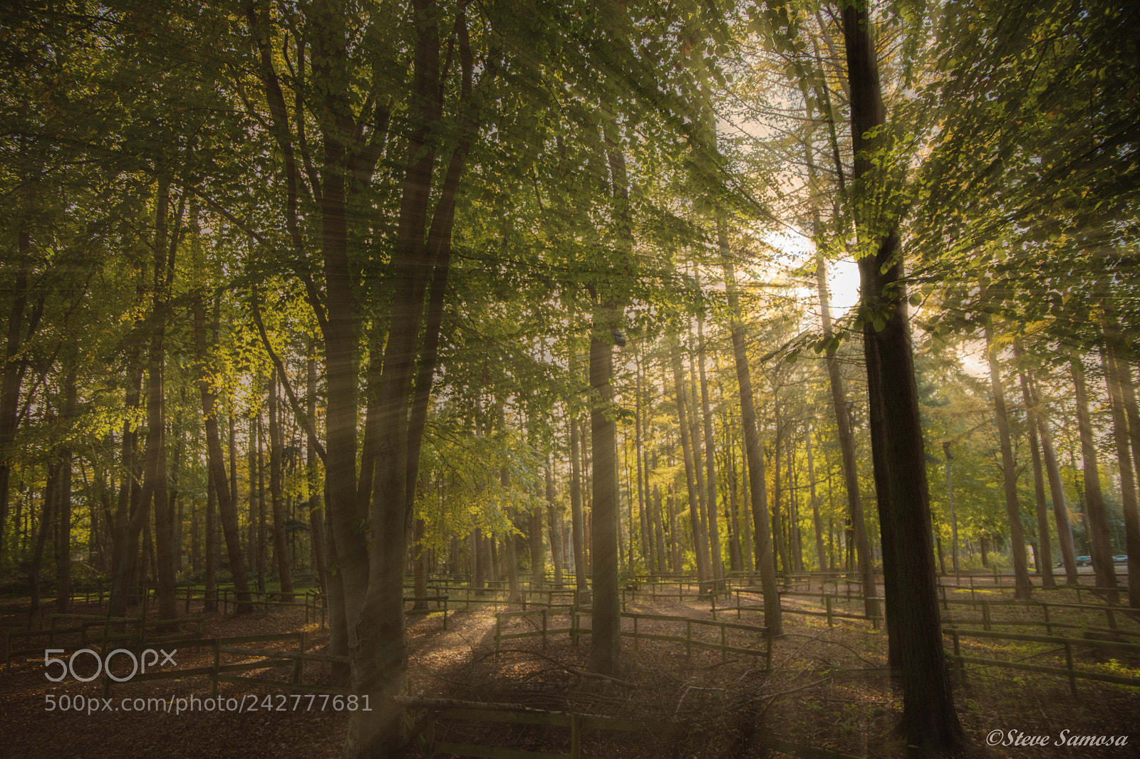 Canon EOS 6D Mark II sample photo. Winter walk at delamere photography