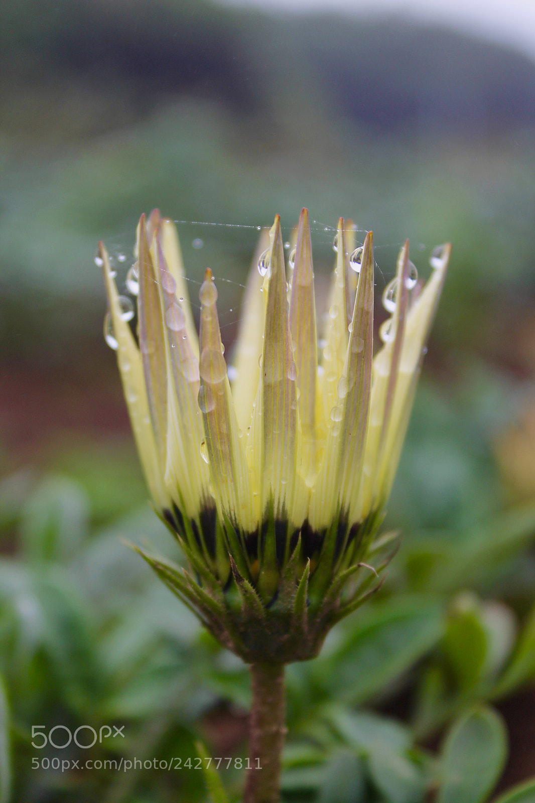 Canon EOS 1100D (EOS Rebel T3 / EOS Kiss X50) sample photo. Raindrops on a flower photography