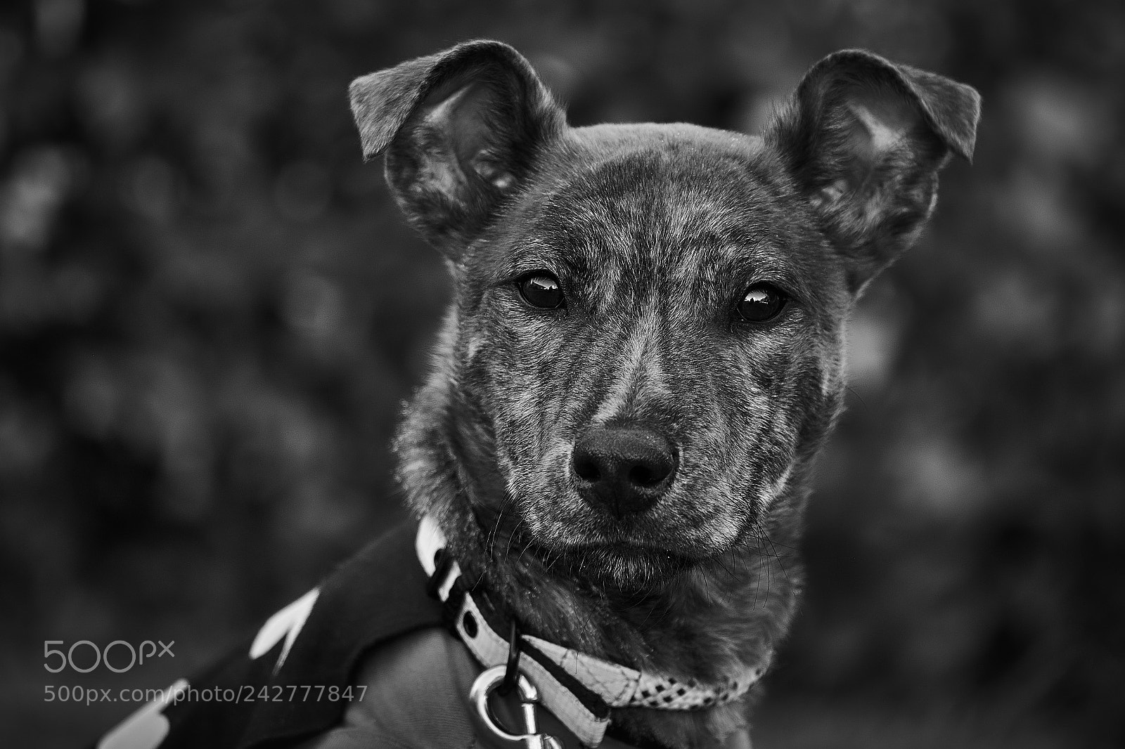 Fujifilm X-T20 sample photo. Dark knight photography