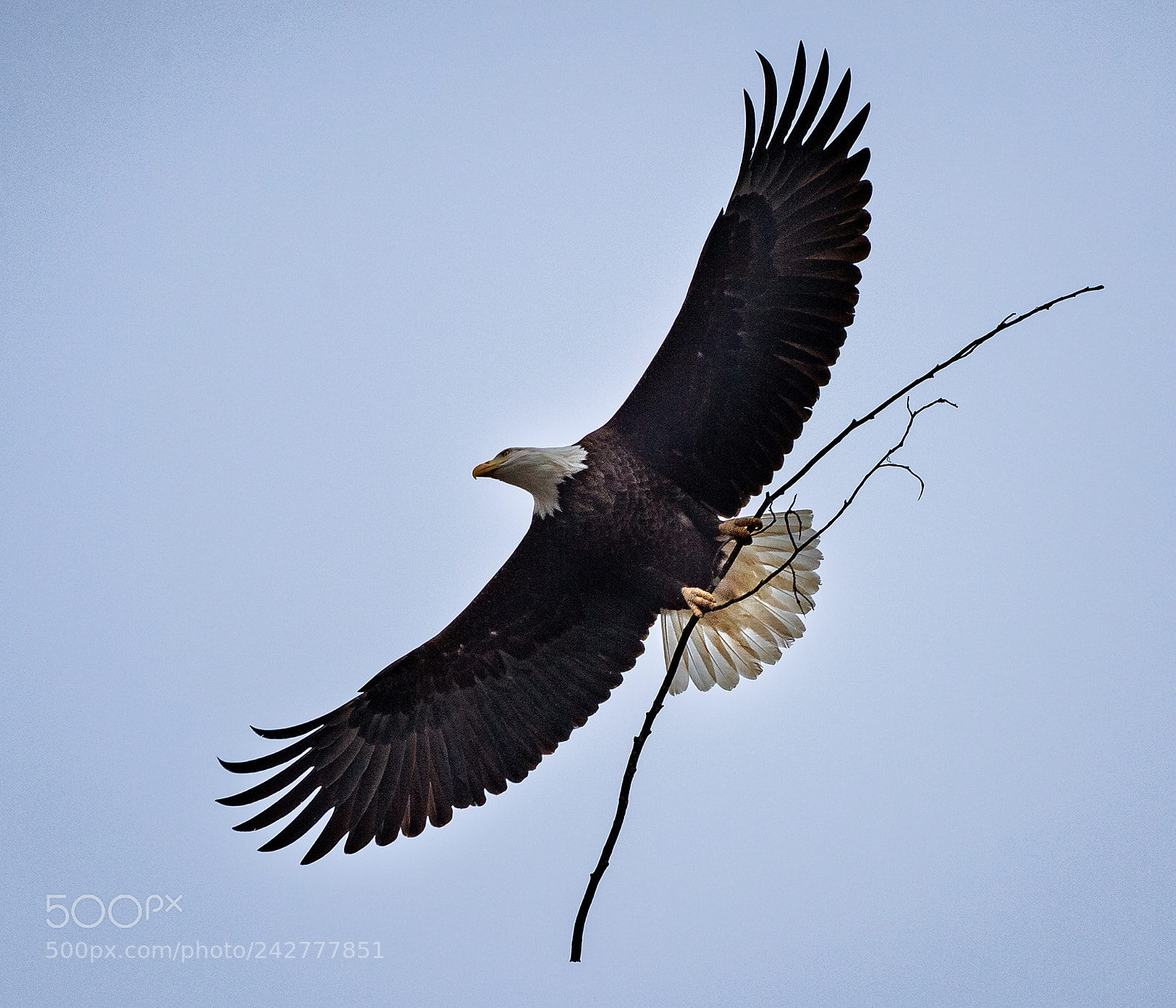 Nikon D4 sample photo. Eagle nest building photography