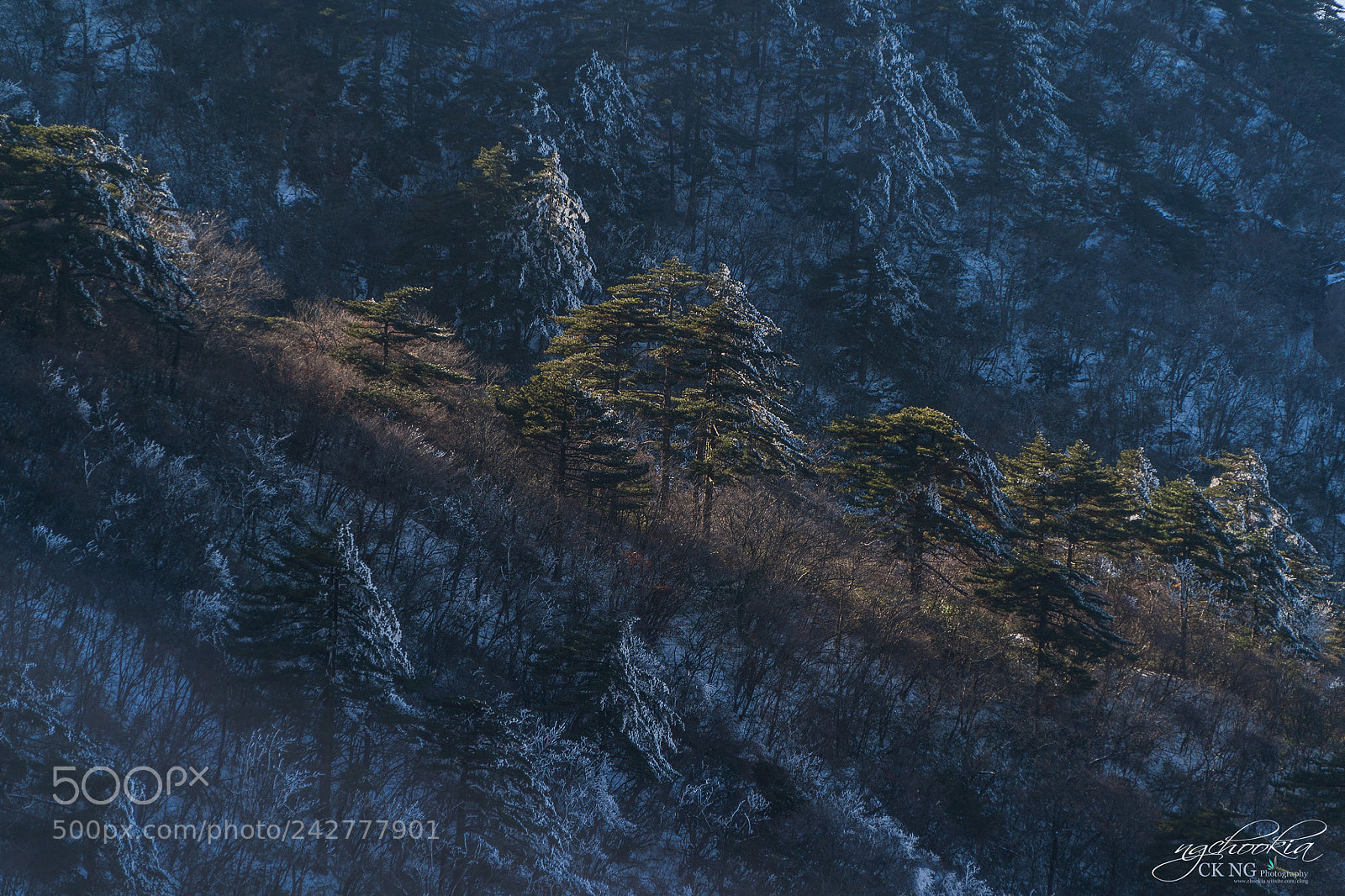 Sony a9 sample photo. 黄山仙境 ii huangshan-china photography