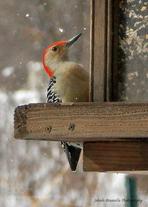Samsung NX500 sample photo. Red-bellied woodpecker jan 16 photography