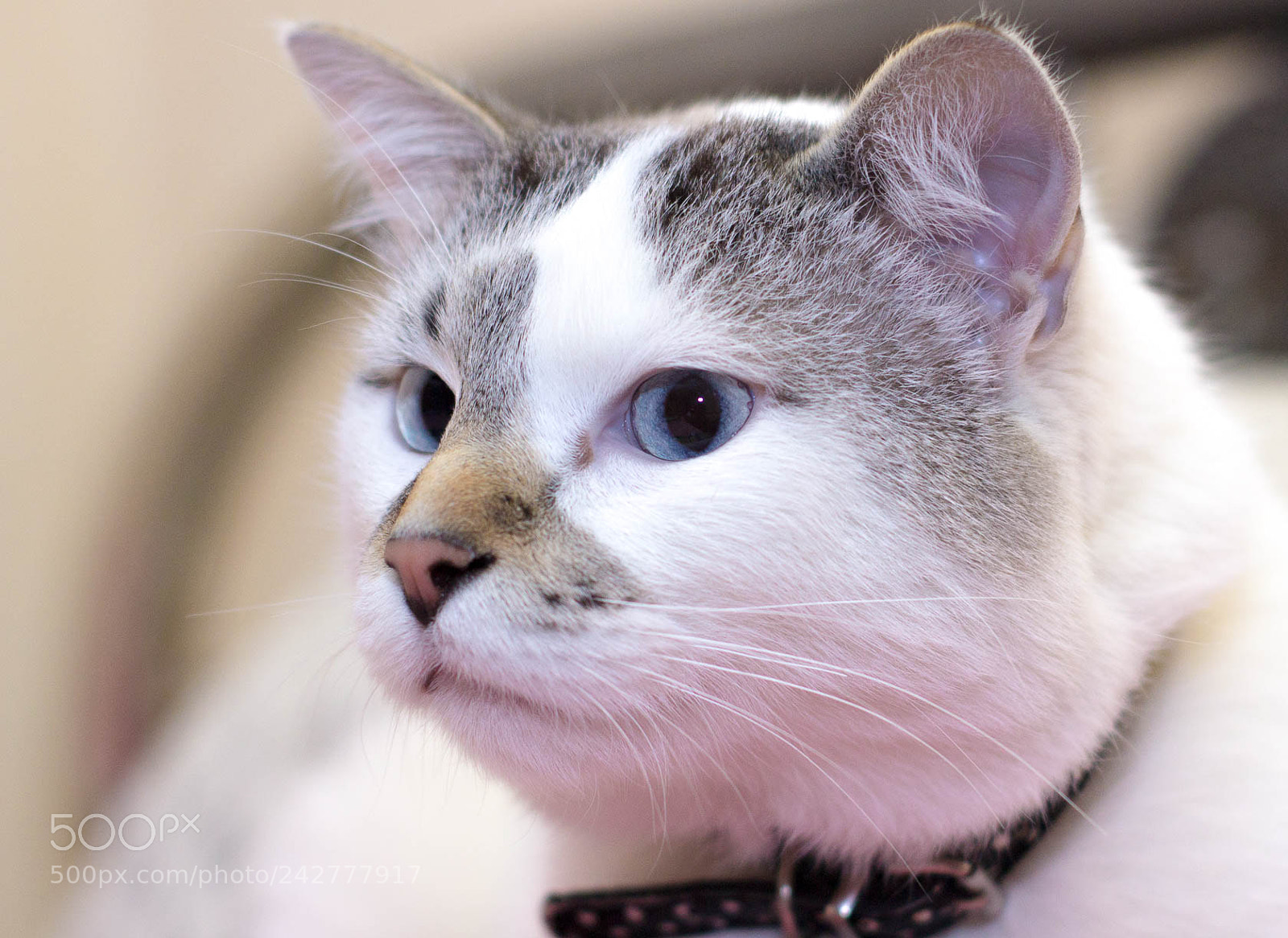 Canon EOS 1200D (EOS Rebel T5 / EOS Kiss X70 / EOS Hi) sample photo. Pretty cat photography