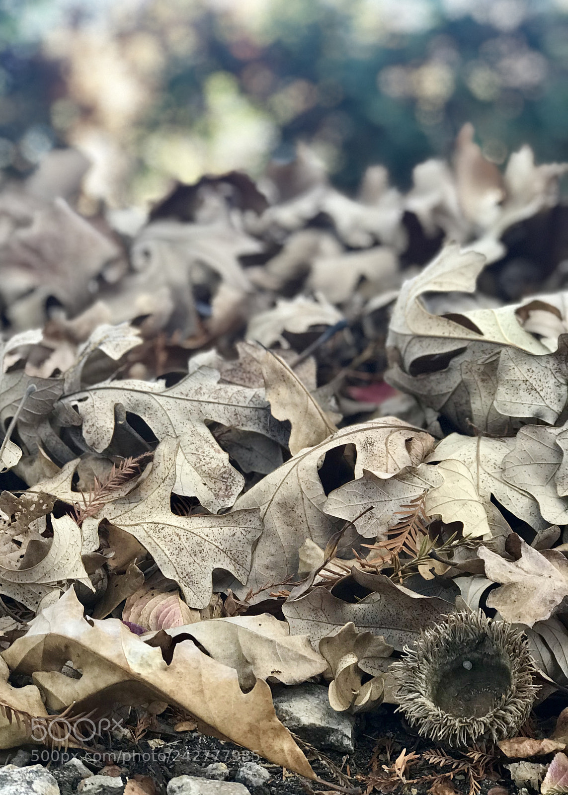 Apple iPhone 7 Plus sample photo. Autumn leaves photography