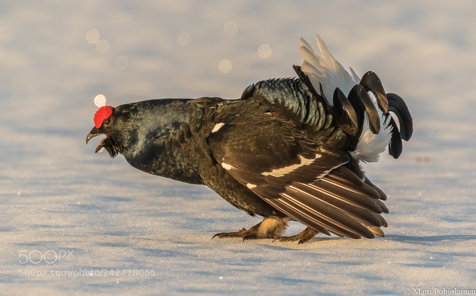 Canon EOS 7D Mark II sample photo. Black grouse photography