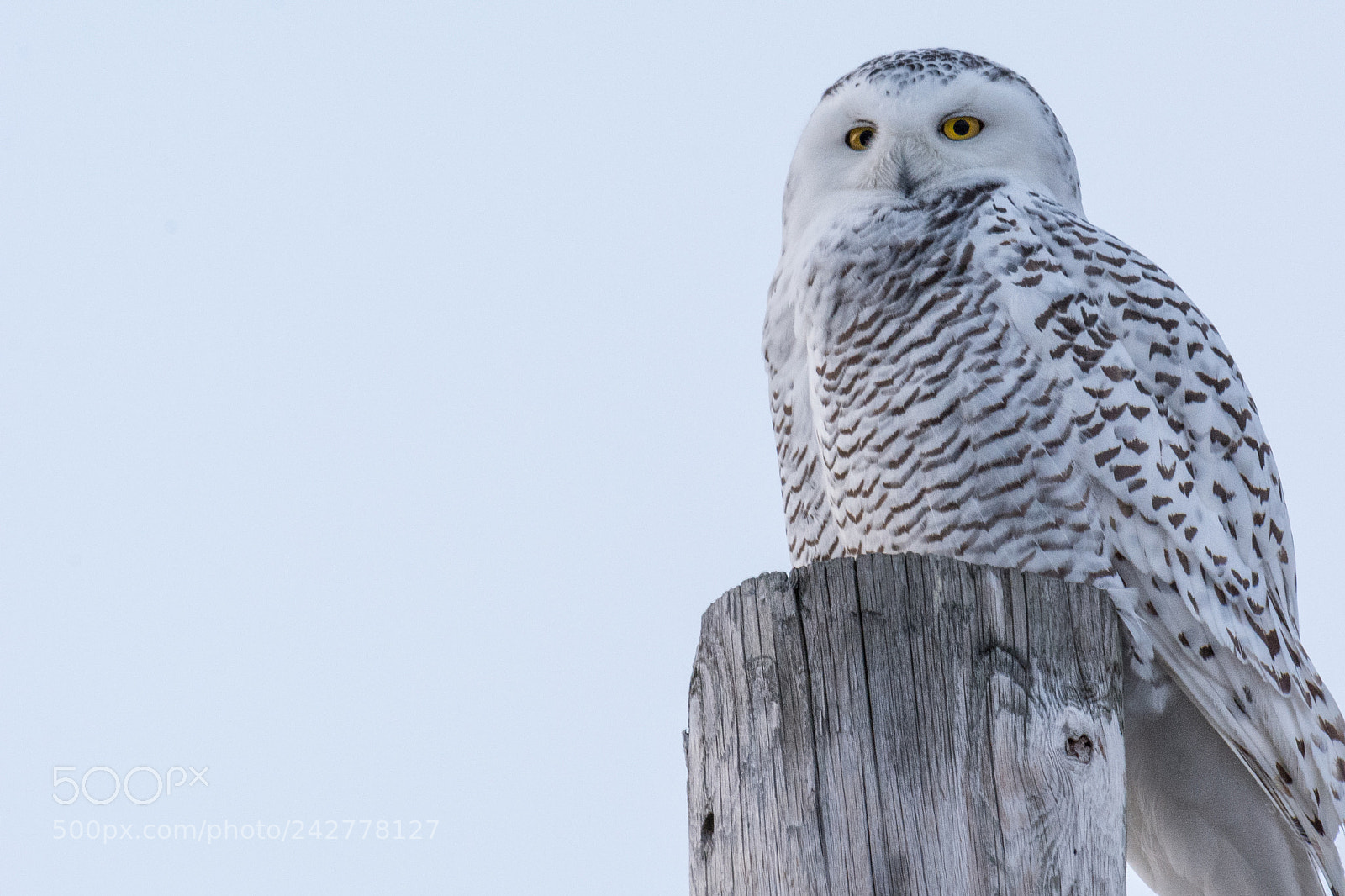 Nikon D7100 sample photo. Snowy stare photography