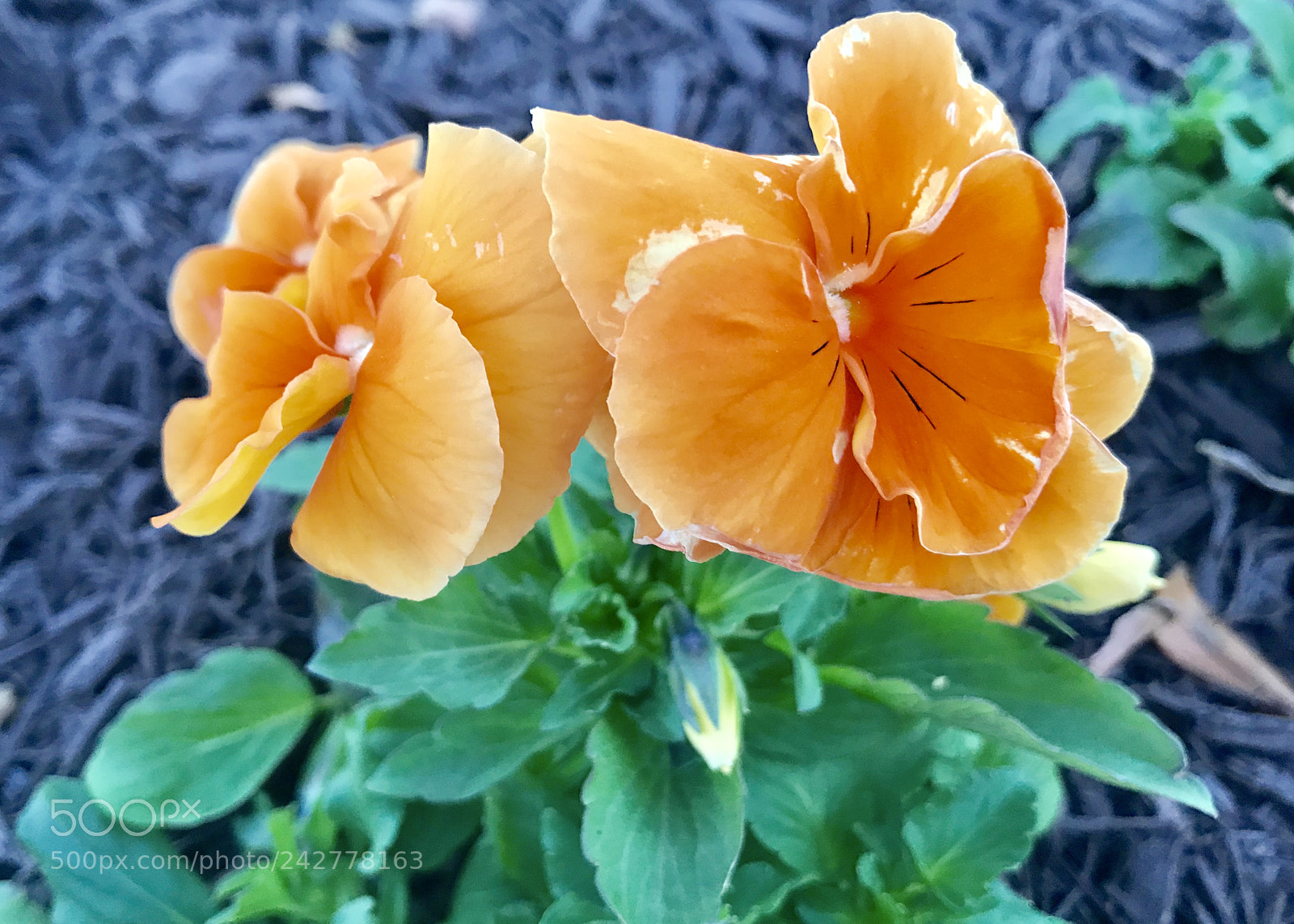 Apple iPhone 7 Plus sample photo. Celina's flower photography