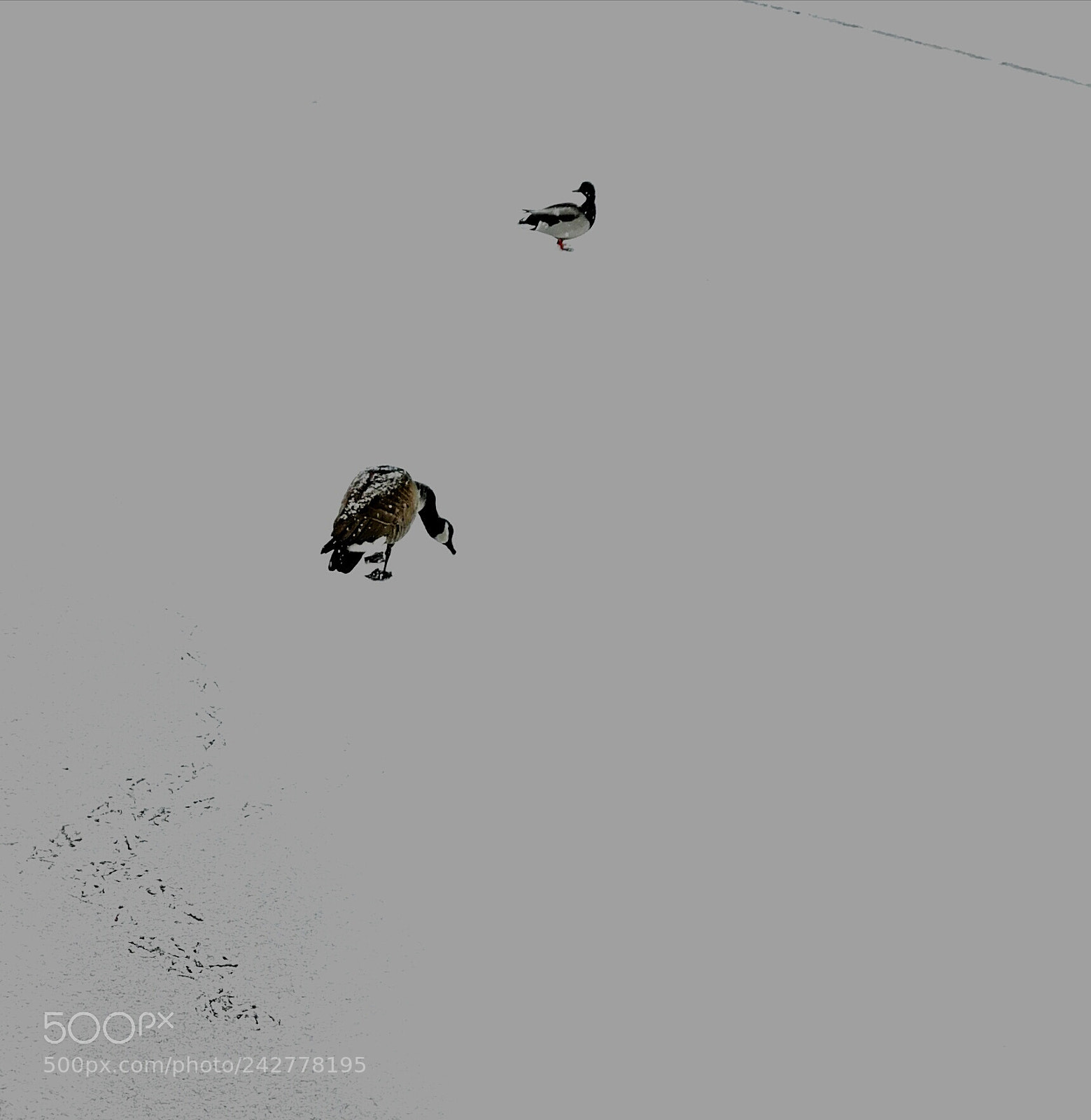 HUAWEI P10 Plus sample photo. Geese on the ice photography