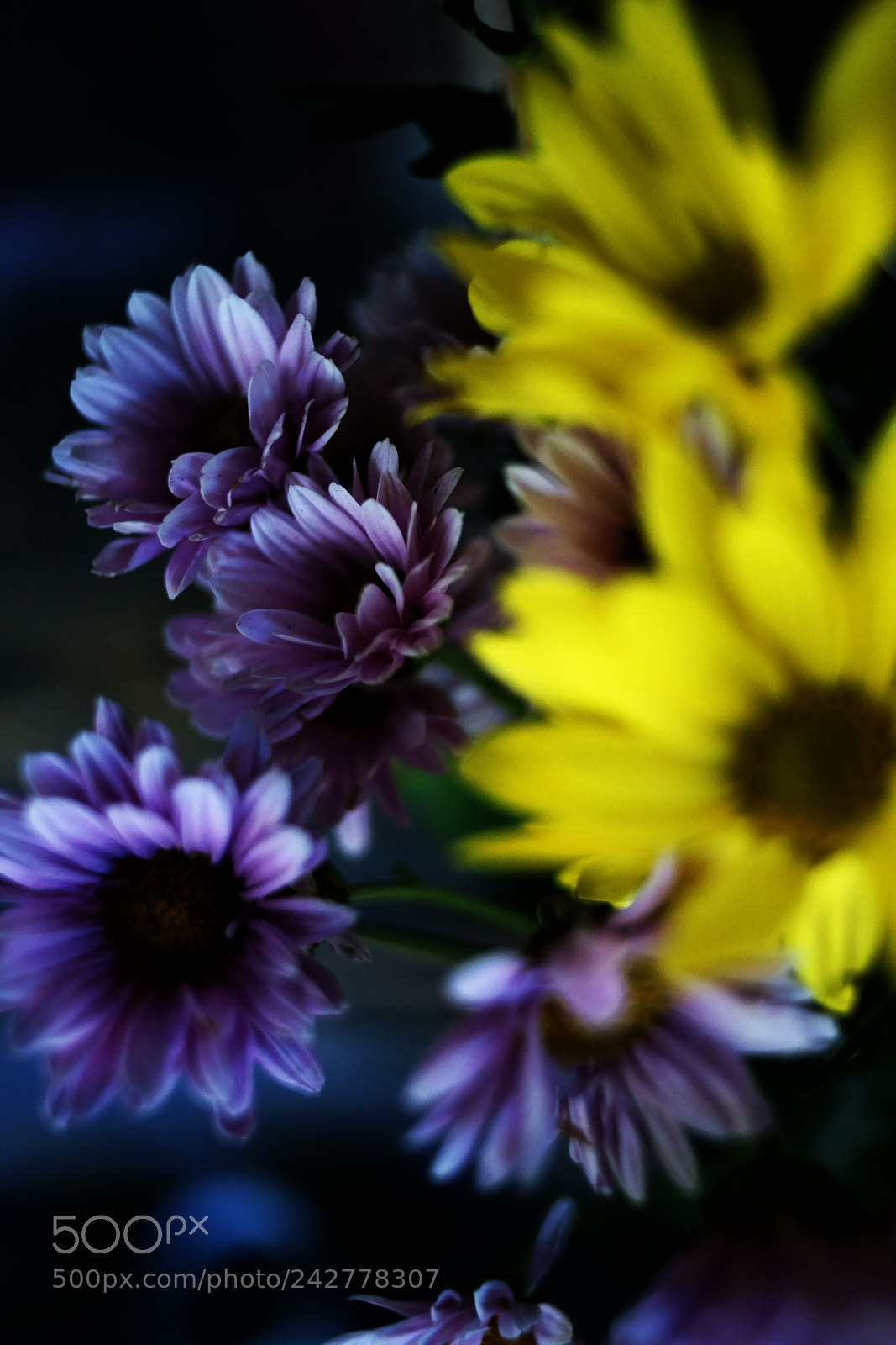 Sony Alpha DSLR-A900 sample photo. Clrsrslk photography