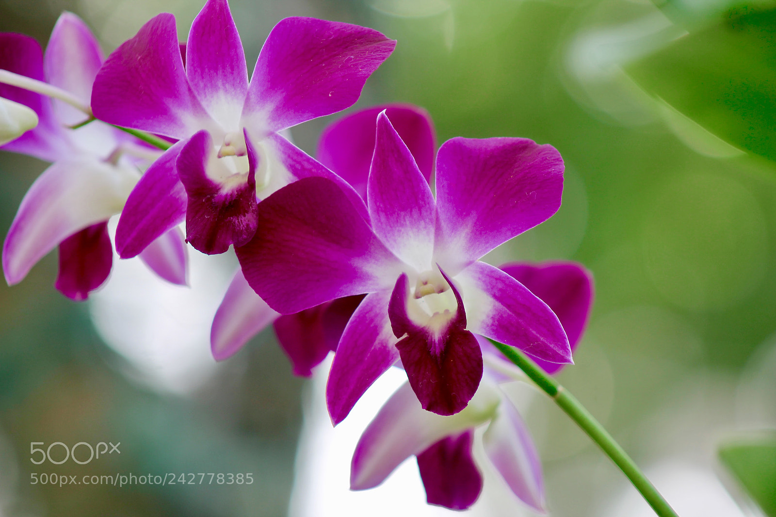 Canon EOS 1100D (EOS Rebel T3 / EOS Kiss X50) sample photo. Orchids in thailand photography