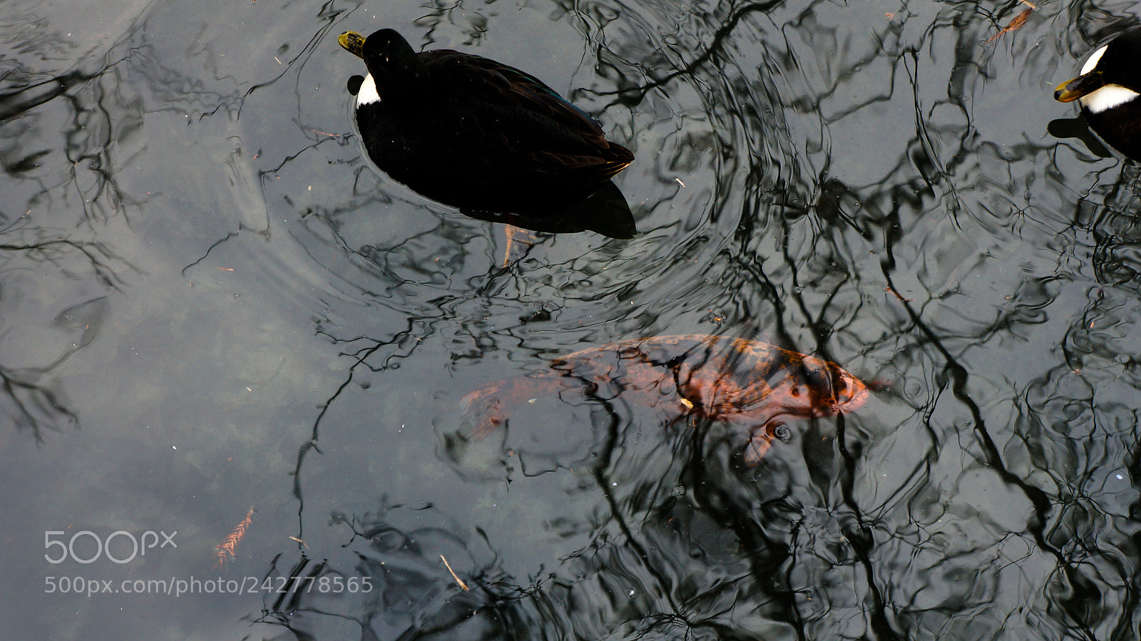 Sony Alpha NEX-5N sample photo. Fisherman friend photography