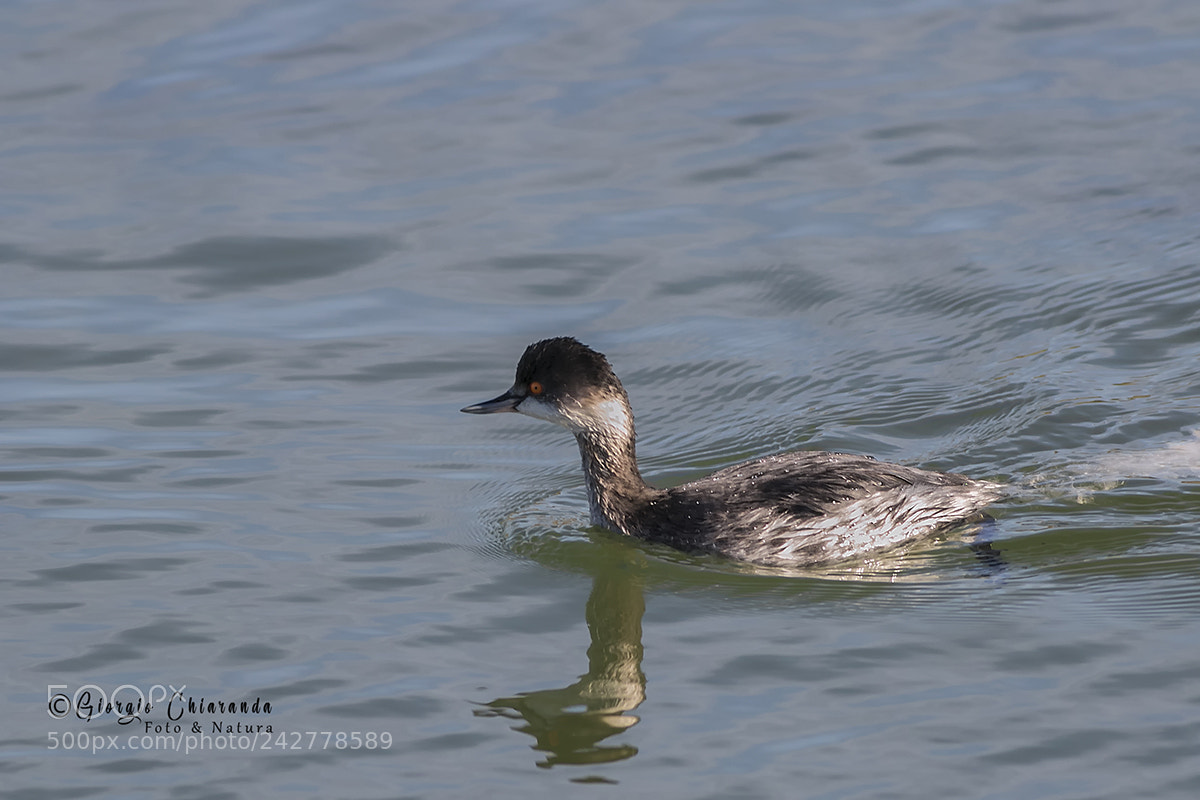 Canon EOS 7D Mark II sample photo. Svasso piccolo (podiceps nigricollis) photography