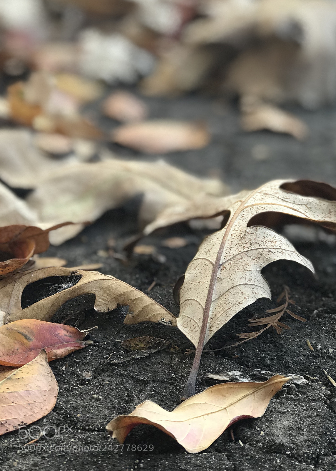 Apple iPhone 7 Plus sample photo. Old leaf photography