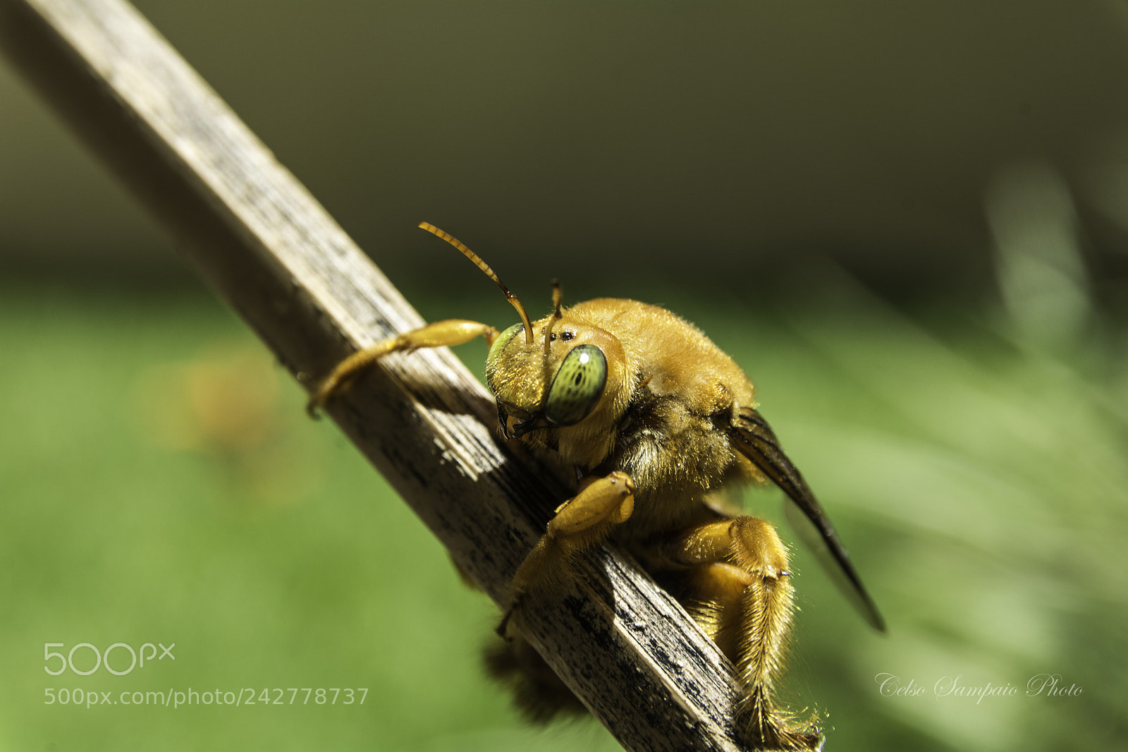 Nikon D7100 sample photo. "xylocopa augusti" photography