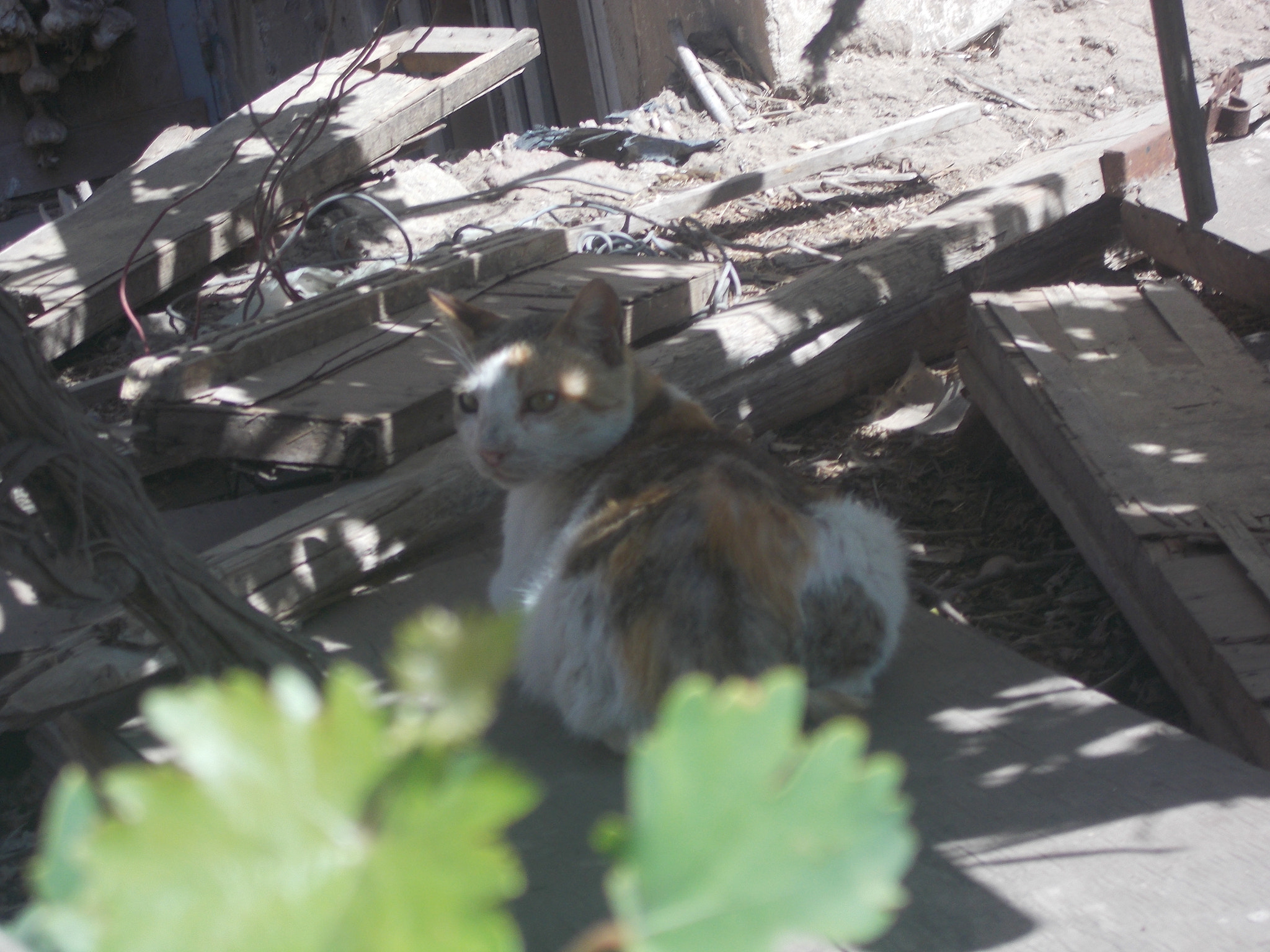 Nikon Coolpix L26 sample photo. A homeless cat in abandoned building photography