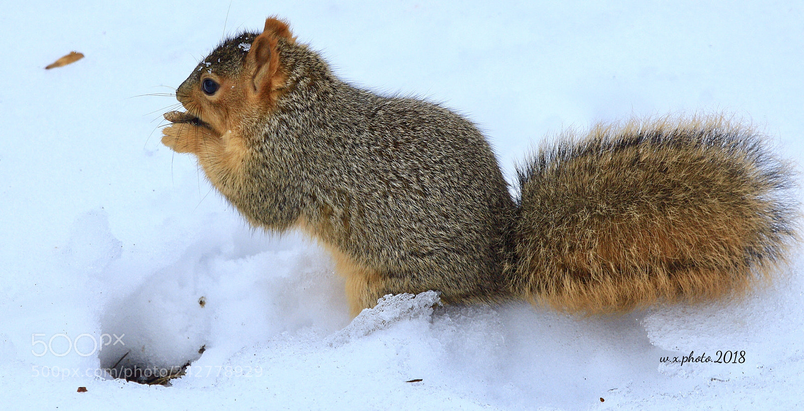 Canon EOS 7D Mark II sample photo. Squirrel and snow photography