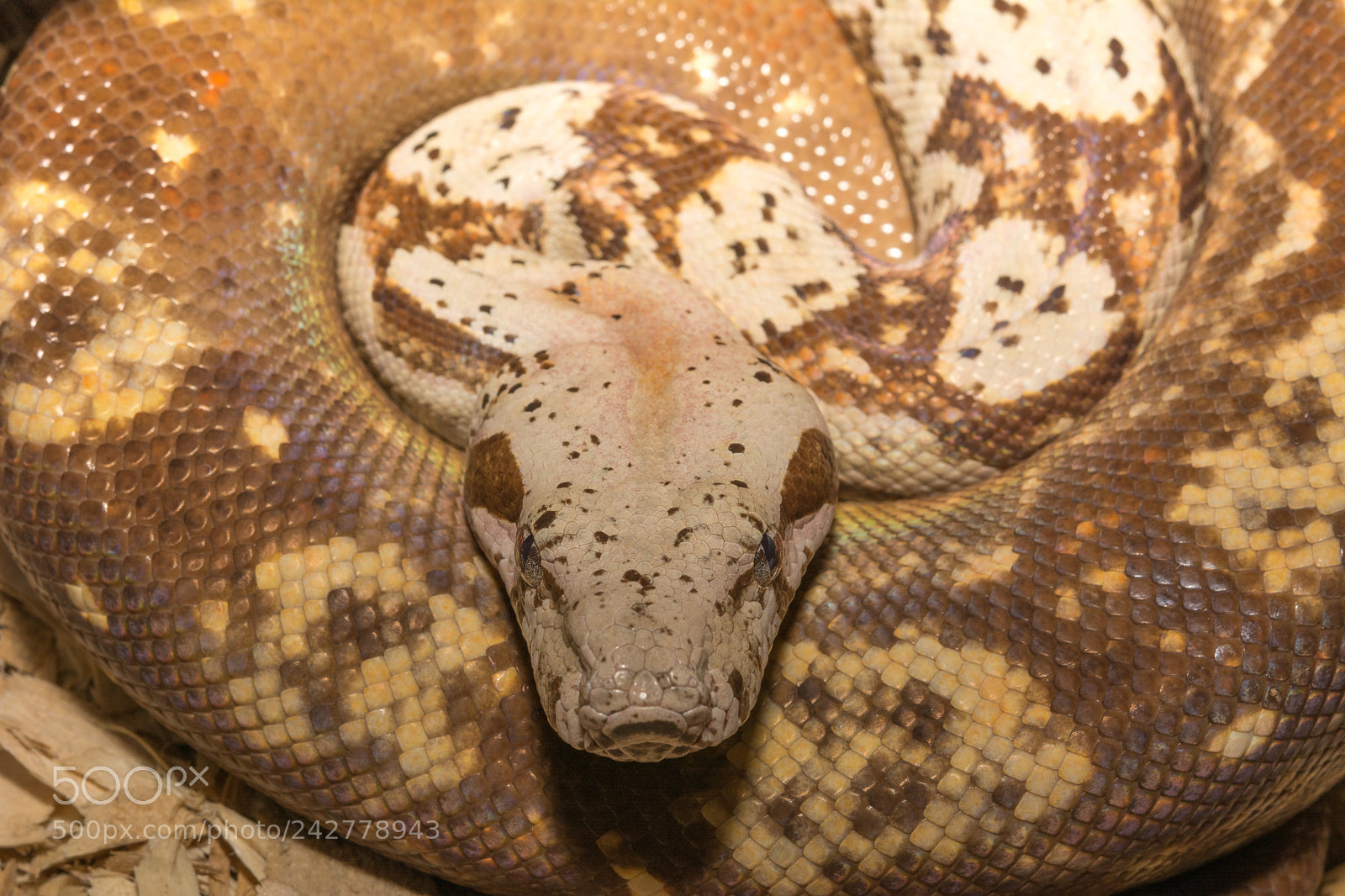 Nikon D7100 sample photo. Costa rican boa photography