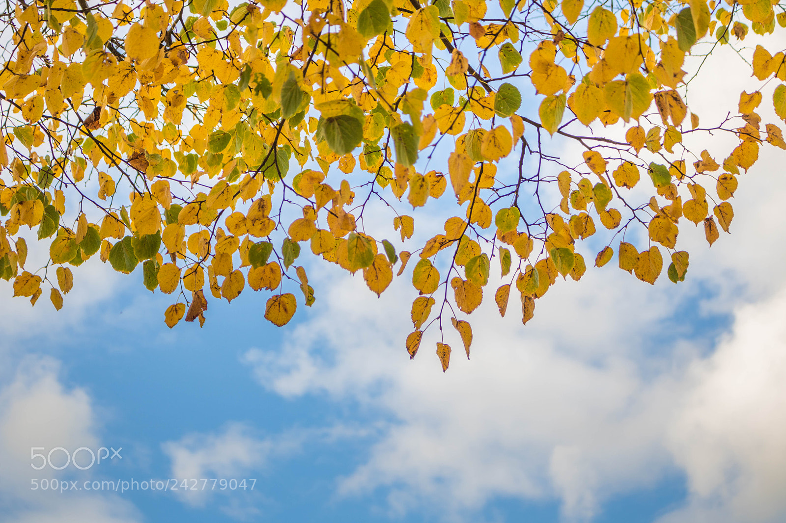Canon EOS 750D (EOS Rebel T6i / EOS Kiss X8i) sample photo. Wen the winter beggins photography