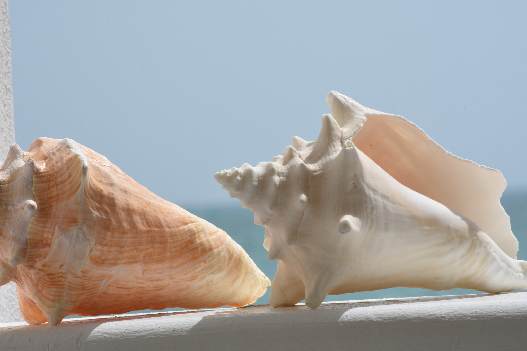 Nikon D7200 sample photo. Seashells photography