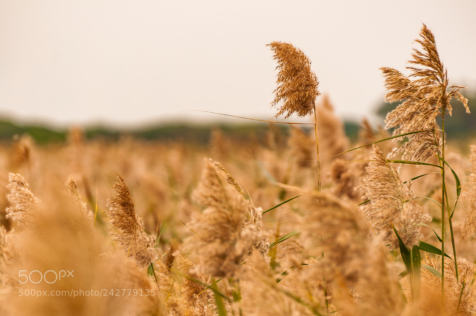 Nikon D300S sample photo. *** photography