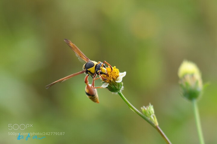 Samsung NX30 sample photo. You are what you photography