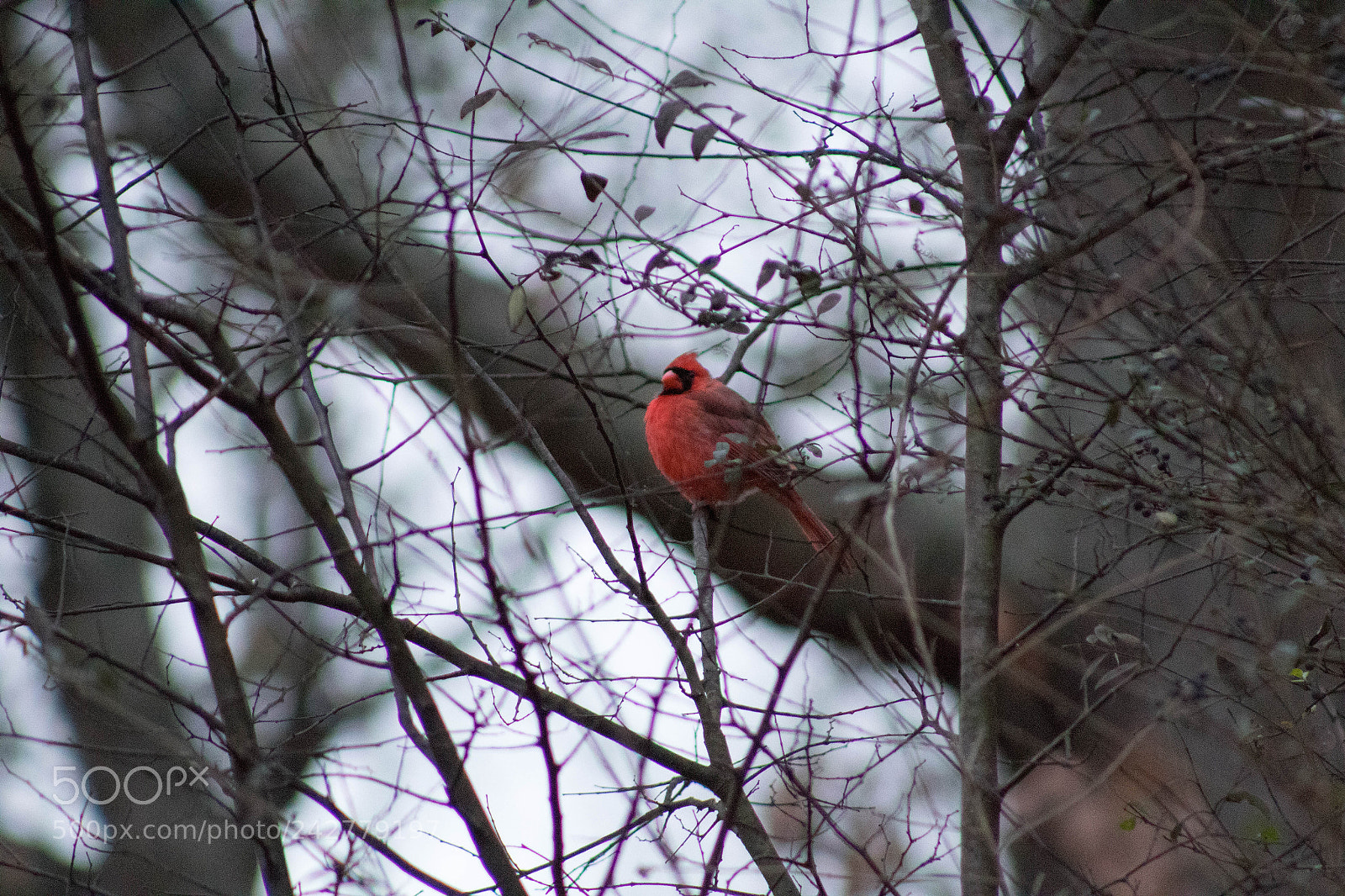 Canon EOS 1300D (EOS Rebel T6 / EOS Kiss X80) sample photo. Cardinal photography
